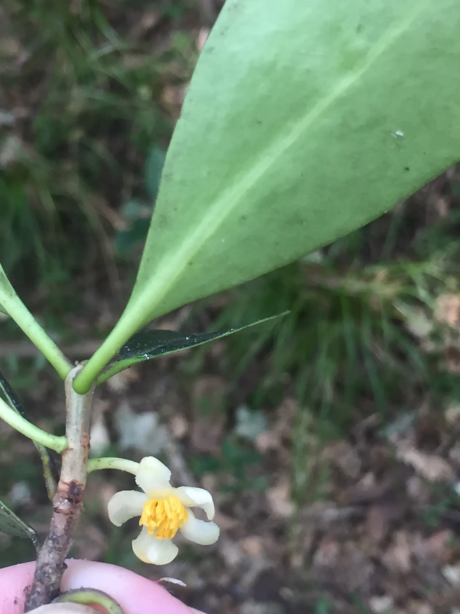 Japanese Cleyera (Ternstroemia Gymnanthera) — adding less than 12 inches per year