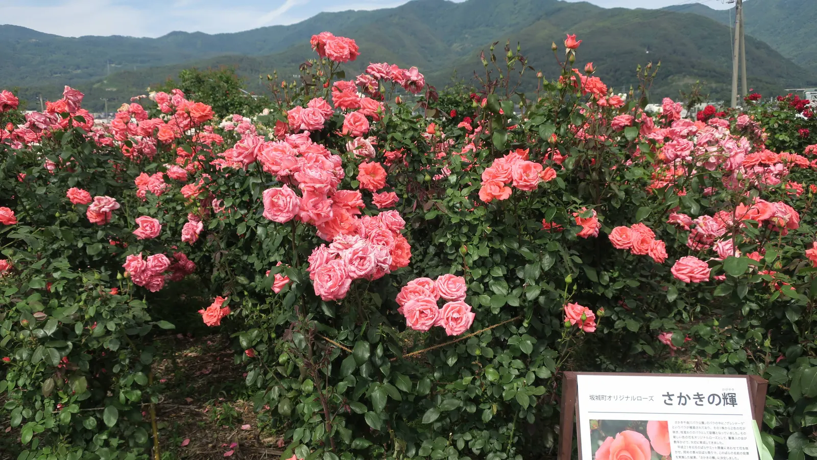 Japanese Cleyera (Ternstroemia Gymnanthera) — supporting versatility in a broad range of landscape styles