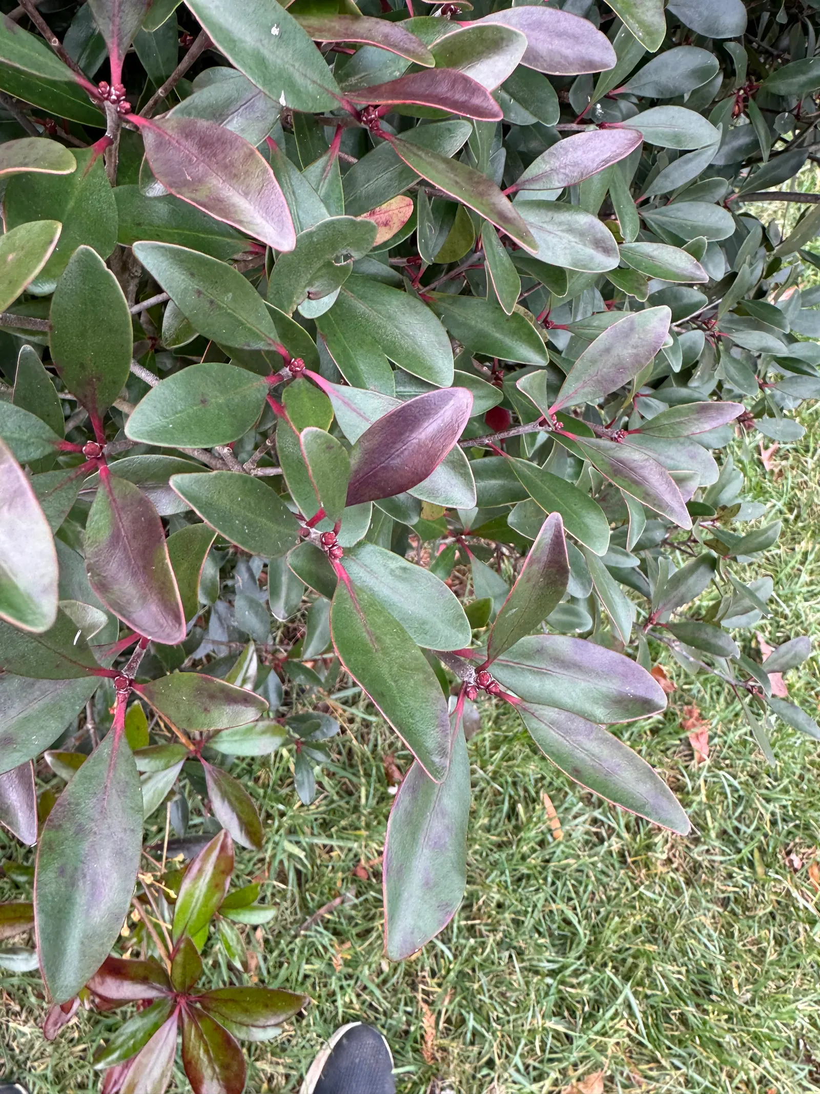 Japanese Cleyera (Ternstroemia Gymnanthera) — leathery foliage and an upright; white flowers in the garden