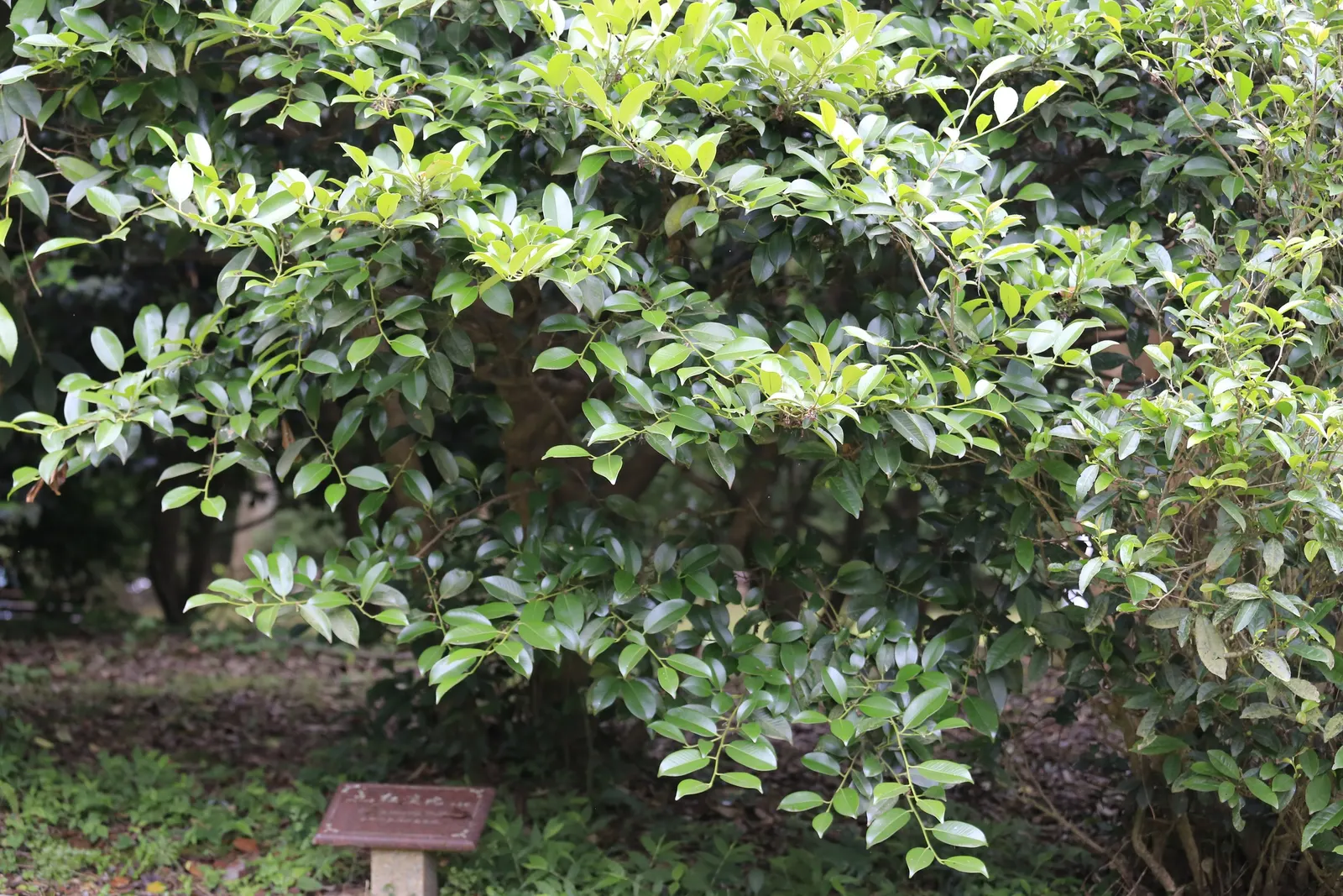 Japanese Cleyera (Ternstroemia Gymnanthera) — creamy to pale yellow flowers emerge
