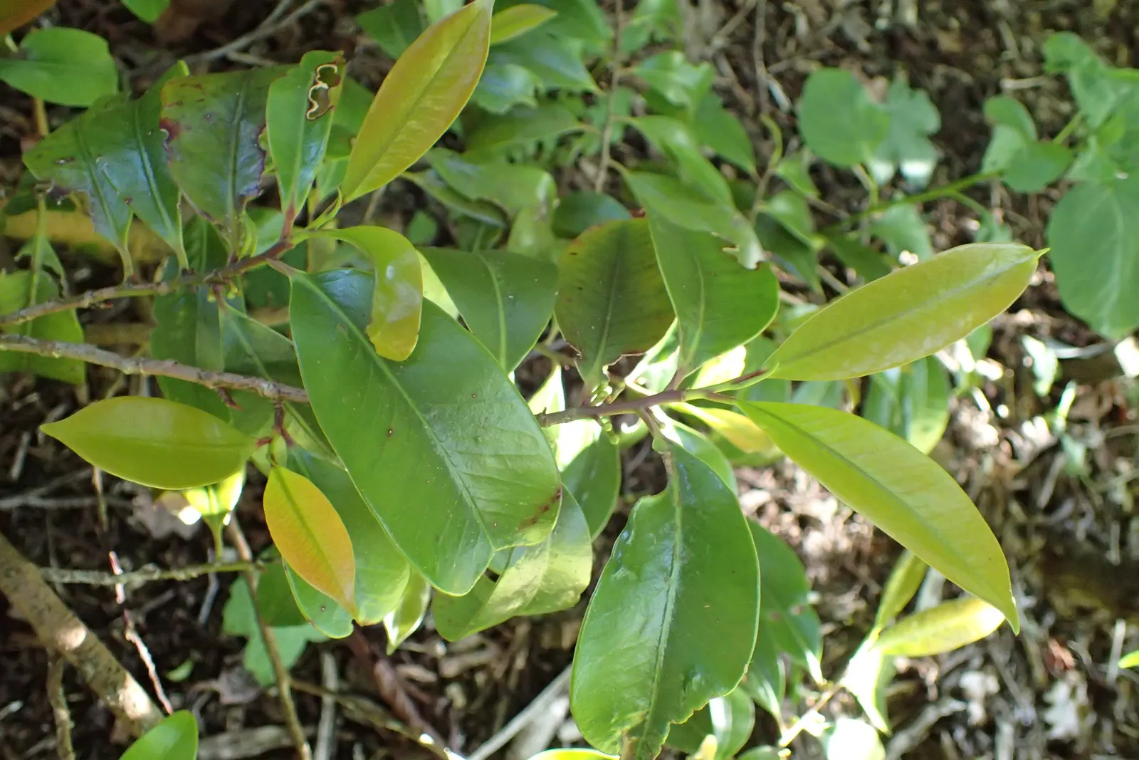 Japanese Cleyera (Ternstroemia Gymnanthera) — leathery foliage and an upright