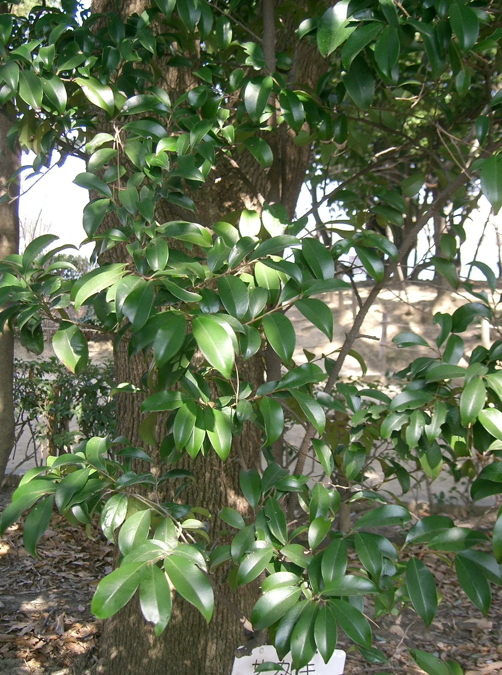 Japanese Cleyera (Ternstroemia Gymnanthera) — it prefers partial shade to full sun and requires minimal maintenance once established