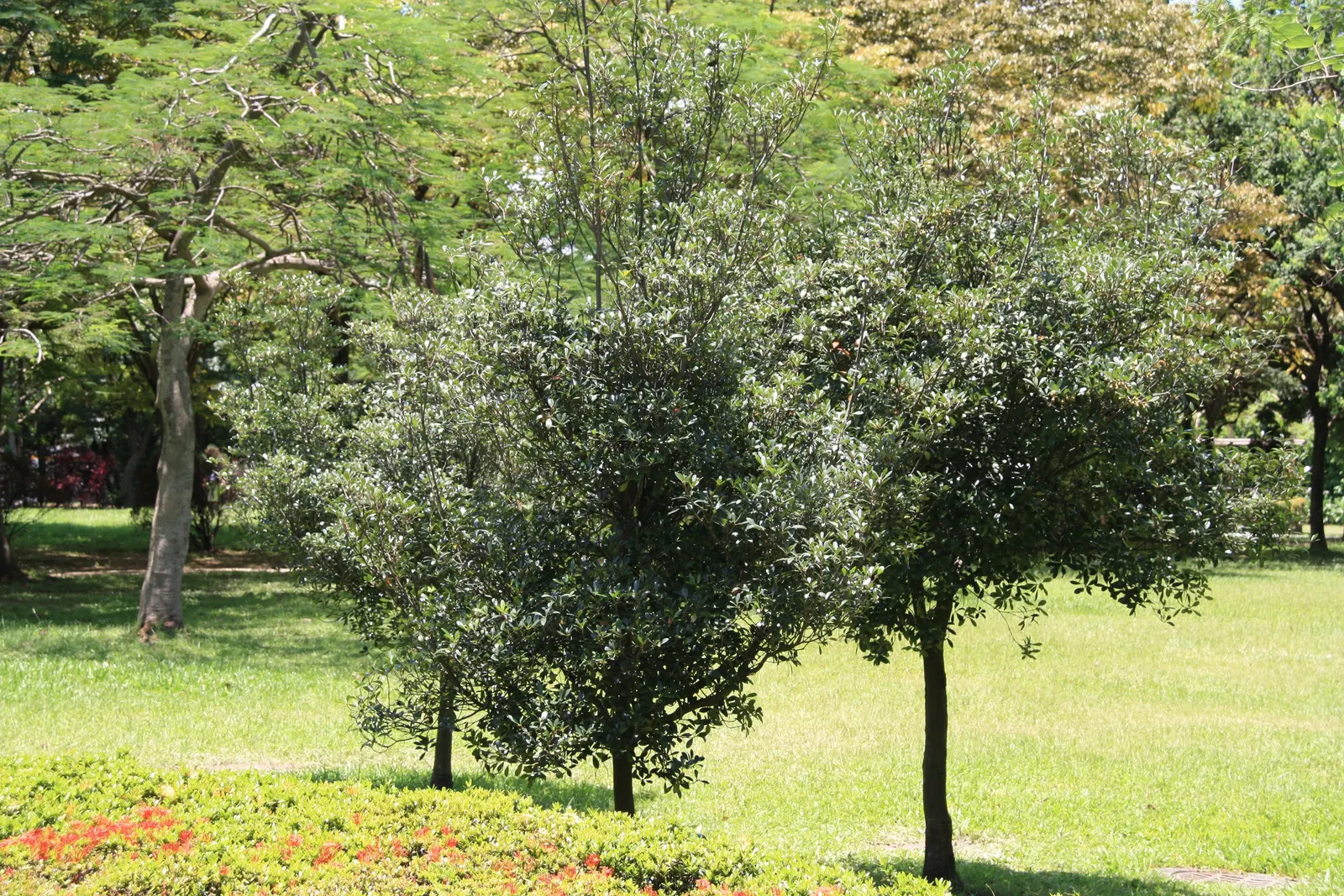 Japanese Cleyera (Ternstroemia Gymnanthera) — From late spring to early summer
