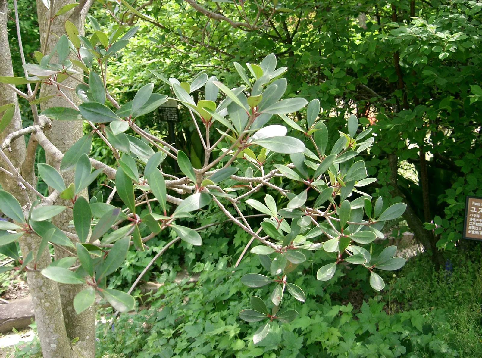 Japanese Cleyera (Ternstroemia Gymnanthera) — It reaches 8-10 feet in height with a 6-8 foot spread, perfect for hedges or specimen plantings