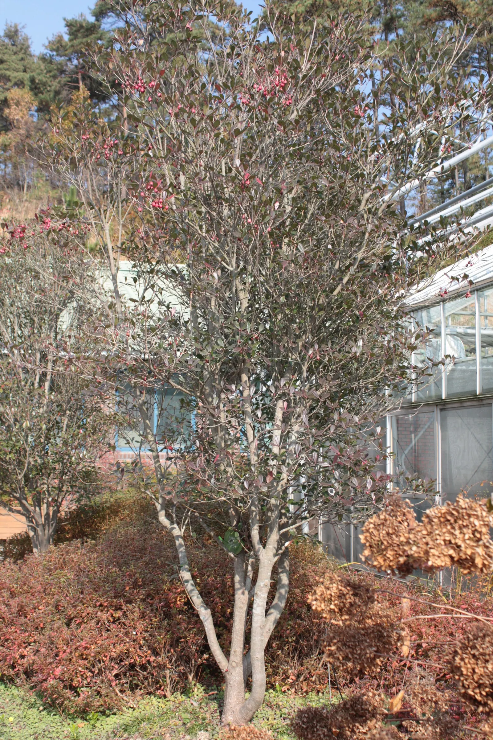 Japanese Cleyera (Ternstroemia Gymnanthera) — scientifically called Ternstroemia gymnanthera; providing year-round visual interest