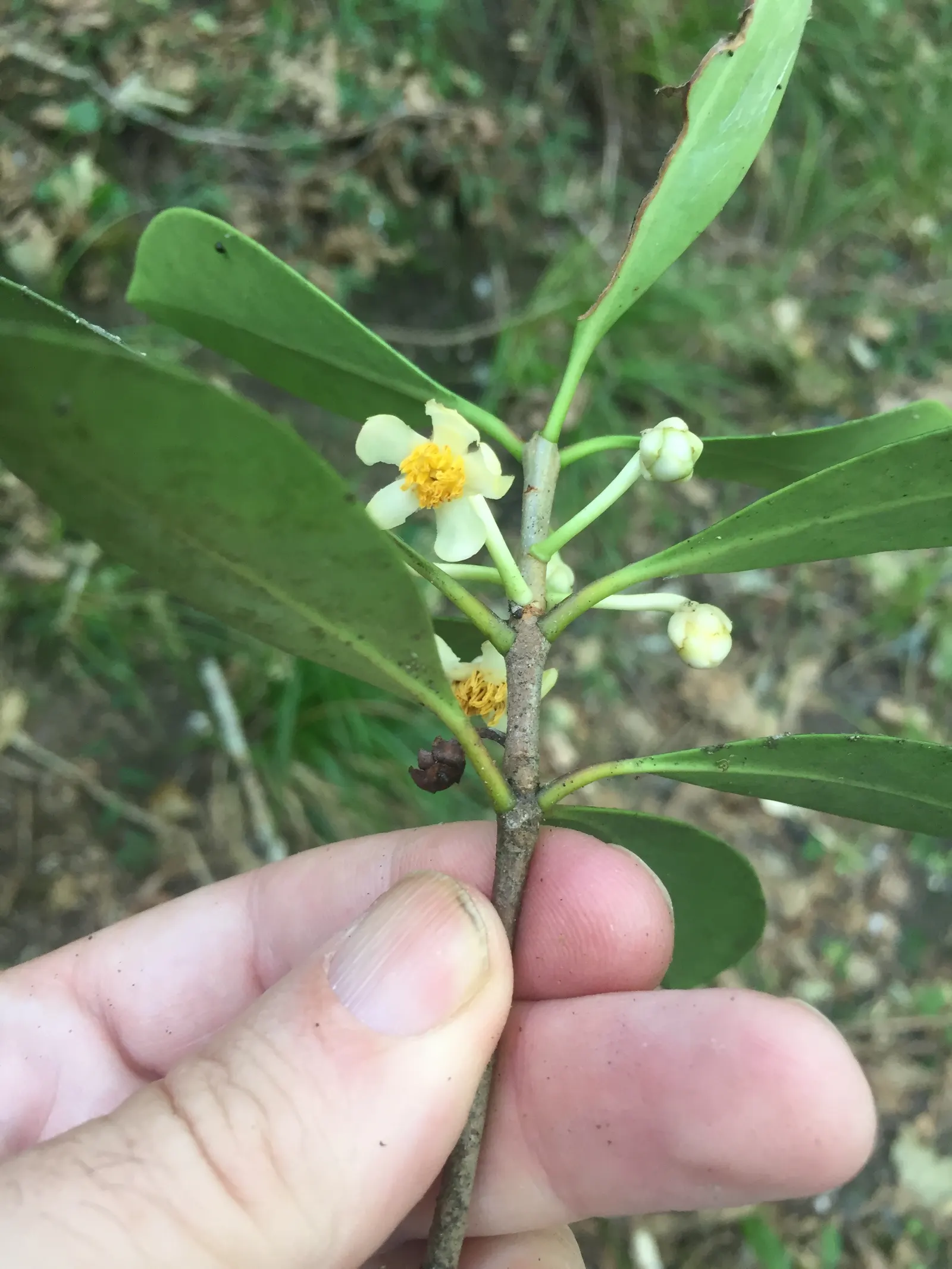 Japanese Cleyera (Ternstroemia Gymnanthera) — moderate-to-dense growth habit; adaptable to various soil types