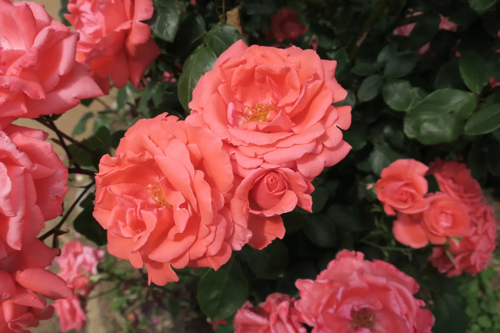 Japanese Cleyera (Ternstroemia Gymnanthera) — This elegant shrub typically reaches heights between 8 to 10 feet; with a comparable spread of 6 to 8 feet