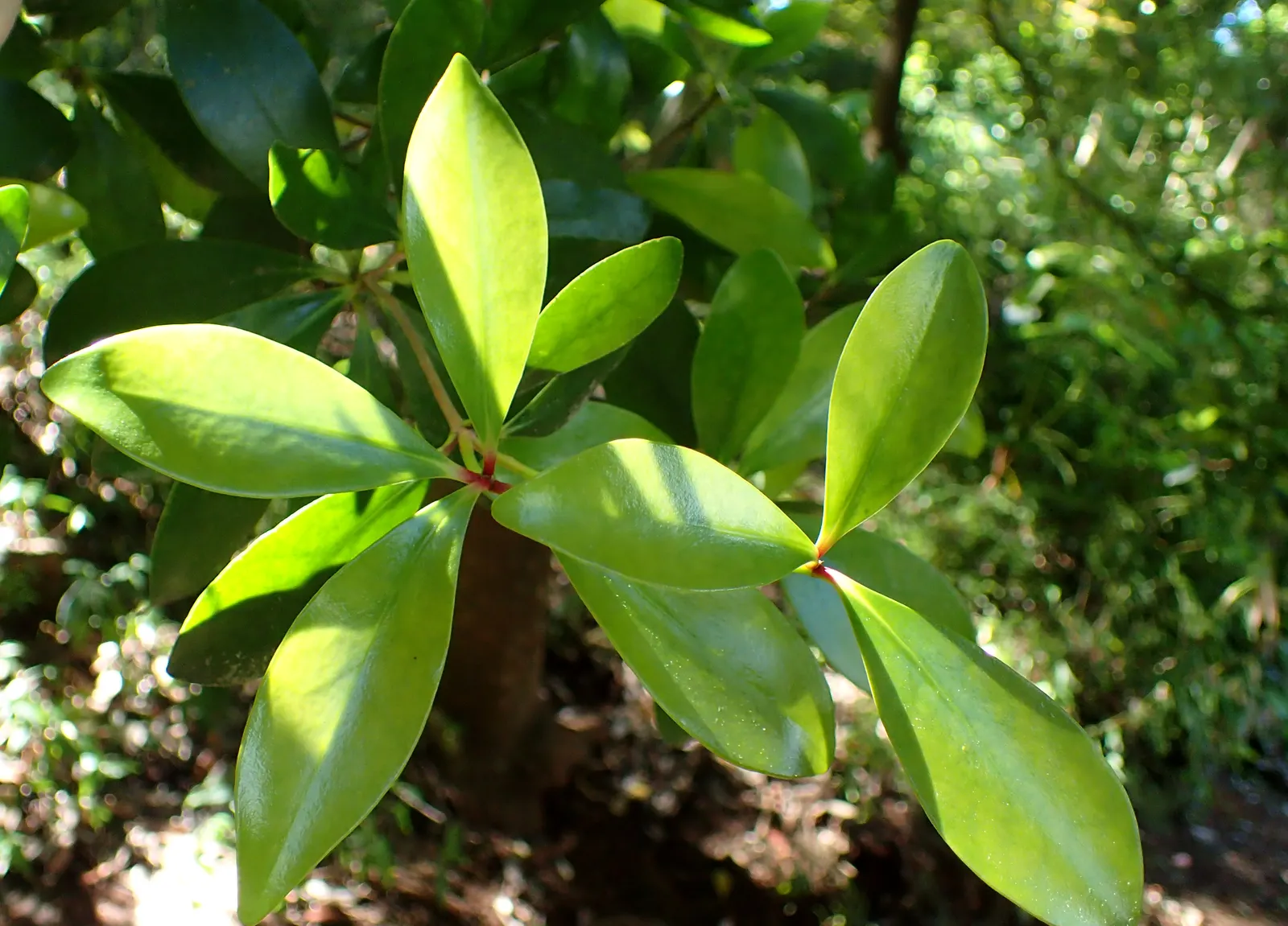 Japanese Cleyera (Ternstroemia Gymnanthera) — or as a privacy screen.<br><br>Its leaves display a rich green hue with reddish new growth