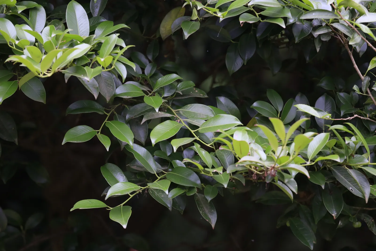 Japanese Cleyera (Ternstroemia Gymnanthera) — providing year-round visual interest