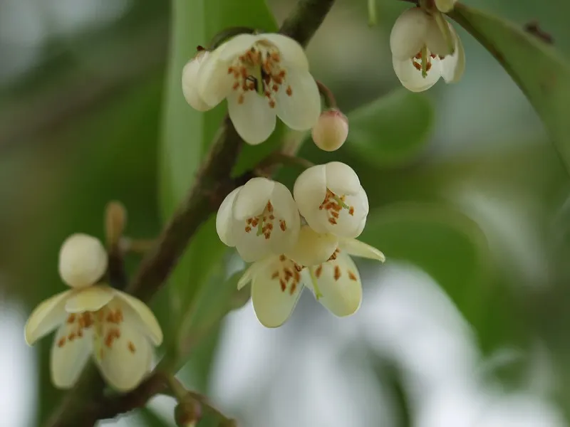 Japanese Cleyera (Ternstroemia Gymnanthera) — is a versatile and evergreen shrub; this shrub thrives in partial to full sun conditions