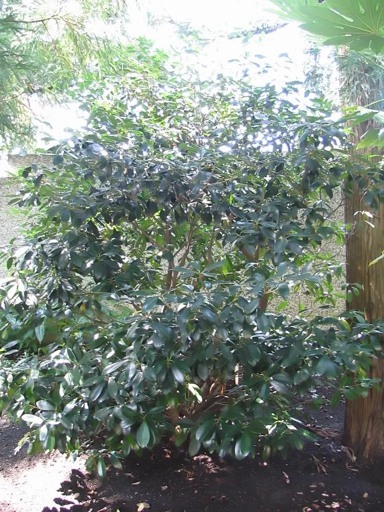 Japanese Cleyera (Ternstroemia Gymnanthera) — Tiny, fragrant white flowers bloom in late spring, often unnoticed beneath the foliage