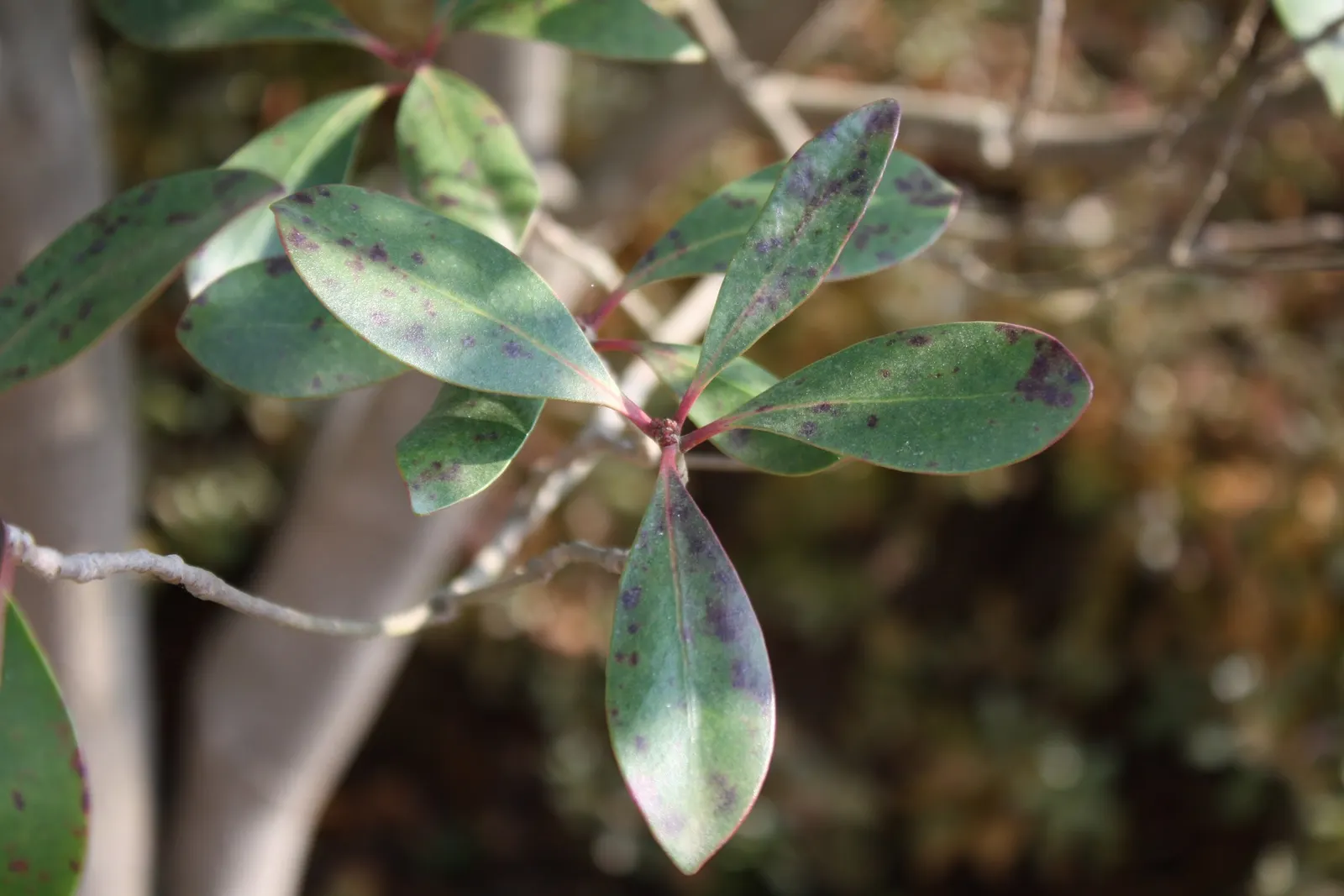 Japanese Cleyera (Ternstroemia Gymnanthera) — Japanese Cleyera (Ternstroemia gymnanthera) is an evergreen shrub; tiny, fragrant white flowers bloom in late