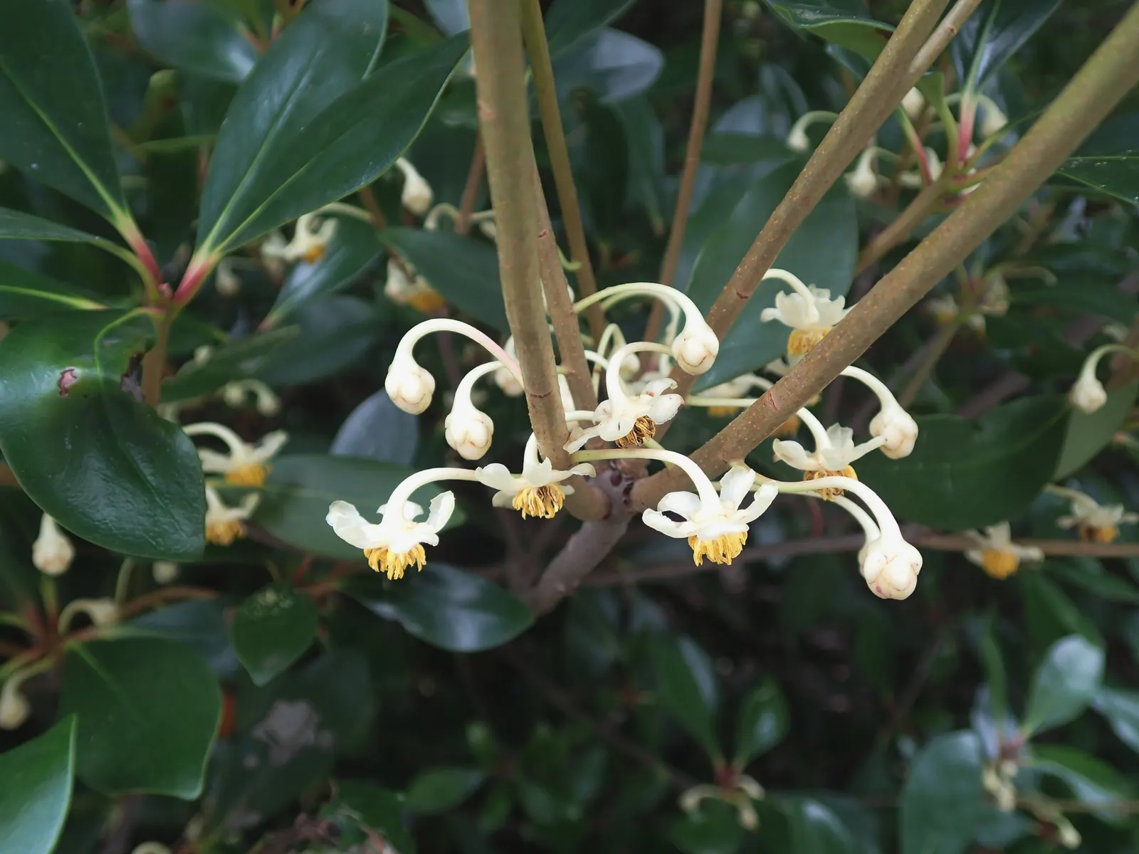 Japanese Cleyera (Ternstroemia Gymnanthera) — adding less than 12 inches per year; making it an excellent choice for hedges