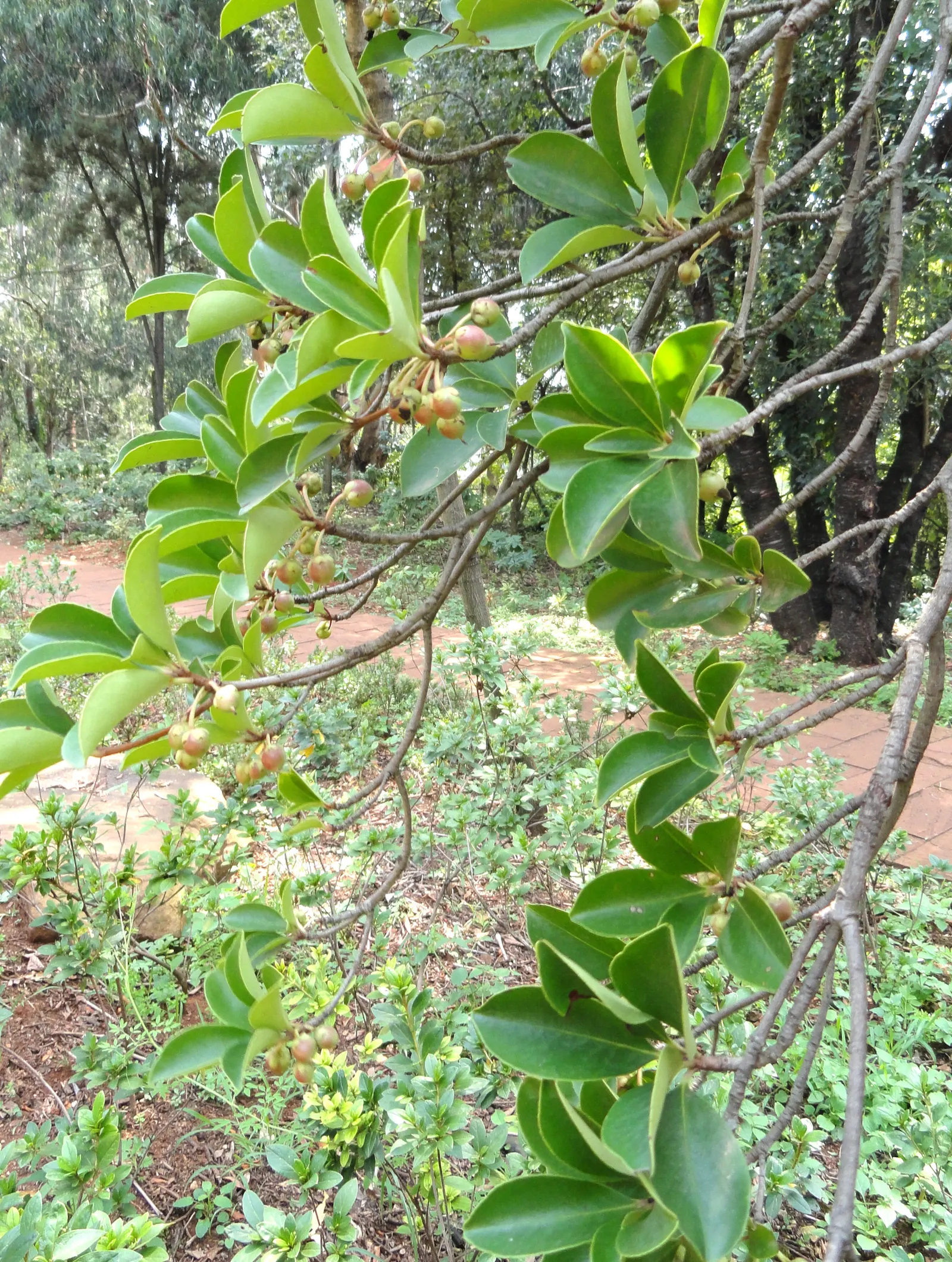 Japanese Cleyera (Ternstroemia Gymnanthera) — with a comparable spread of 6 to 8 feet