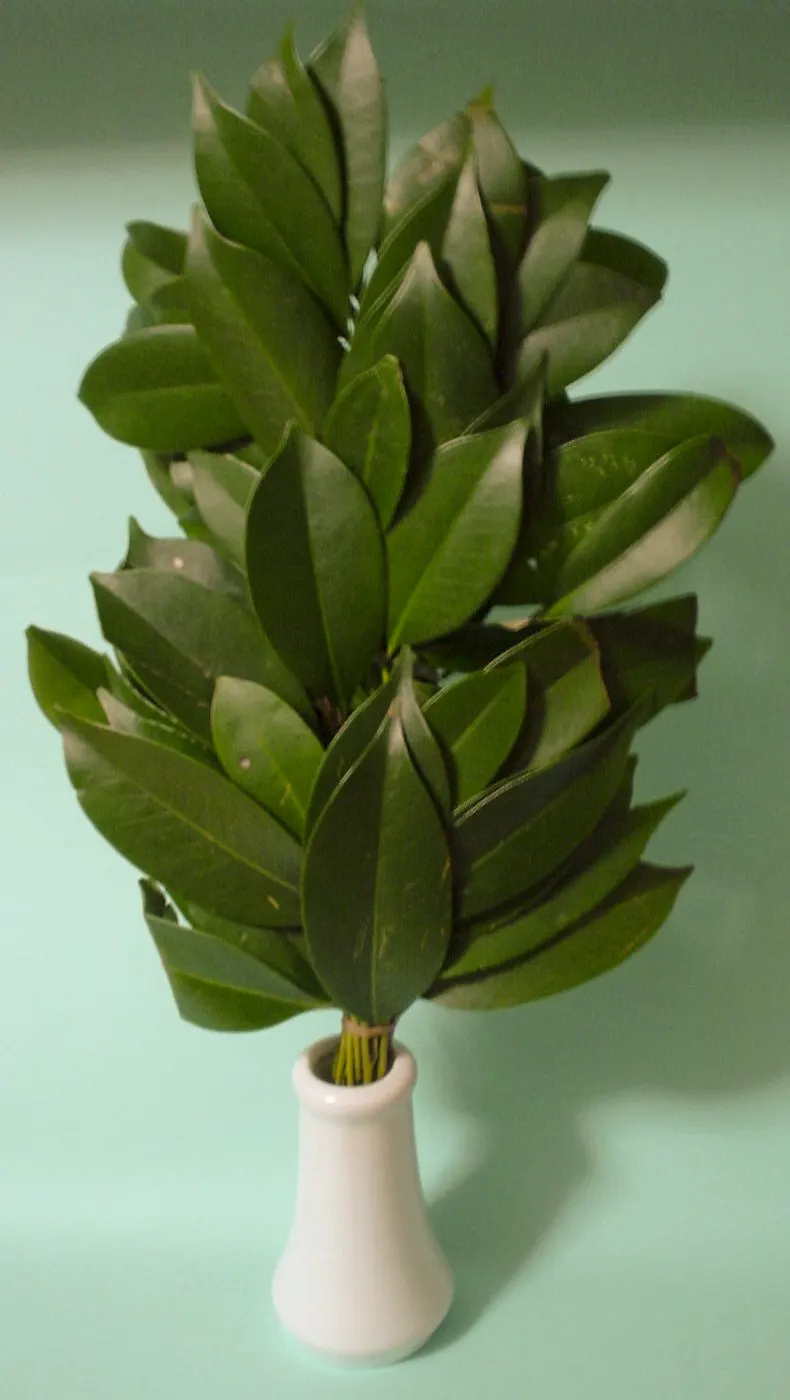Japanese Cleyera (Ternstroemia Gymnanthera) — making it an excellent choice for hedges