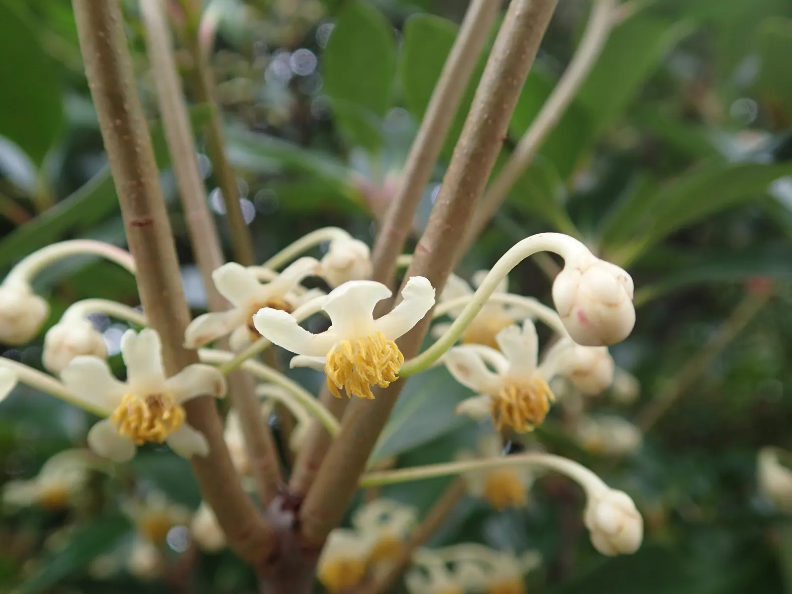 Japanese Cleyera (Ternstroemia Gymnanthera) — shrub with white blooms
