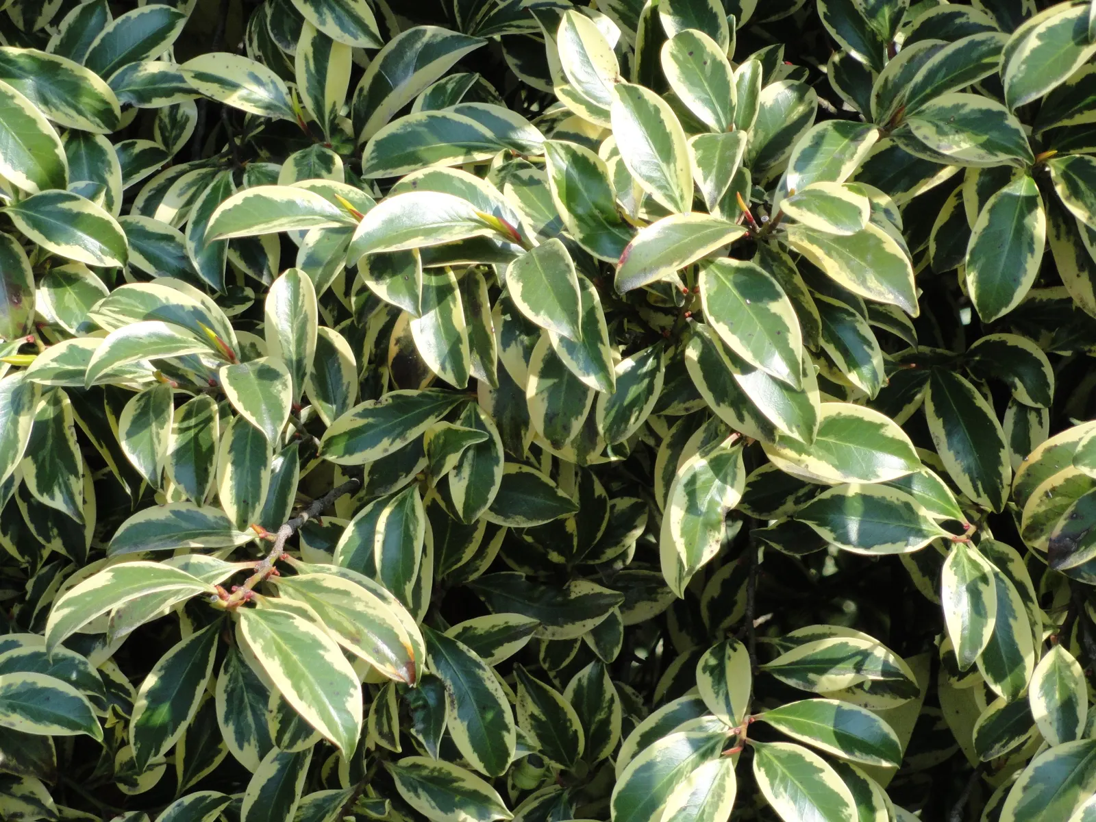 Japanese Cleyera (Ternstroemia Gymnanthera) — this shrub thrives in partial to full sun conditions