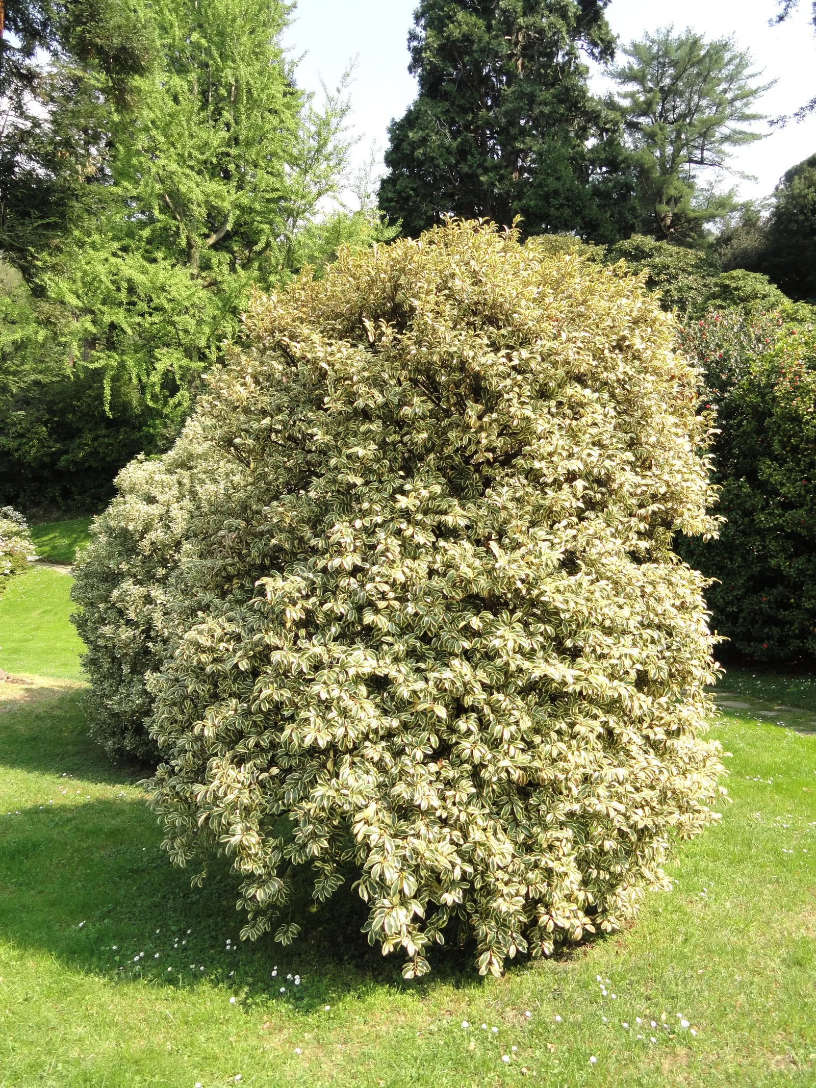 Japanese Cleyera (Ternstroemia Gymnanthera) — Adaptable to various soil types