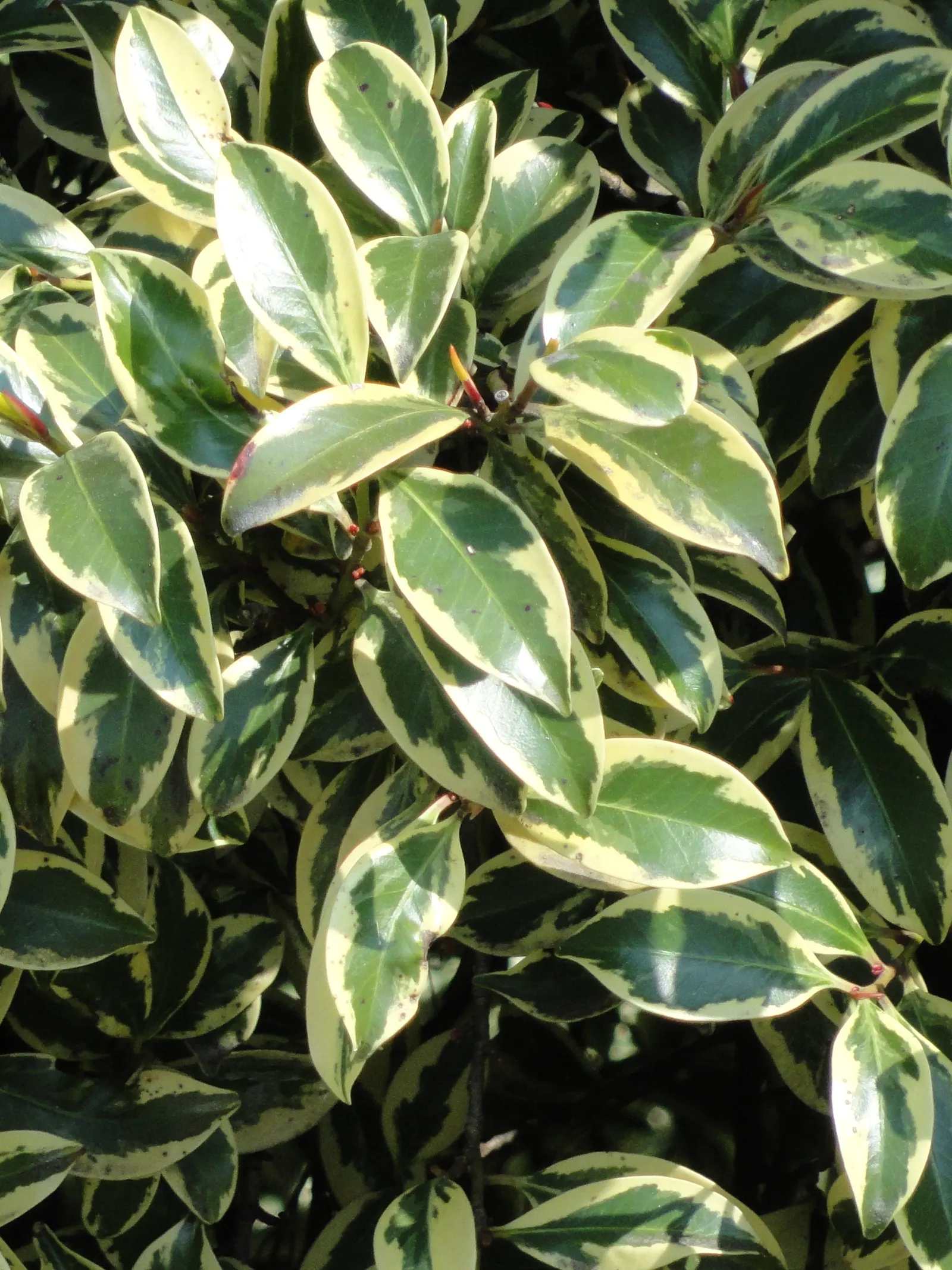 Japanese Cleyera (Ternstroemia Gymnanthera) — Japanese Cleyera boasts a slow to moderate growth rate