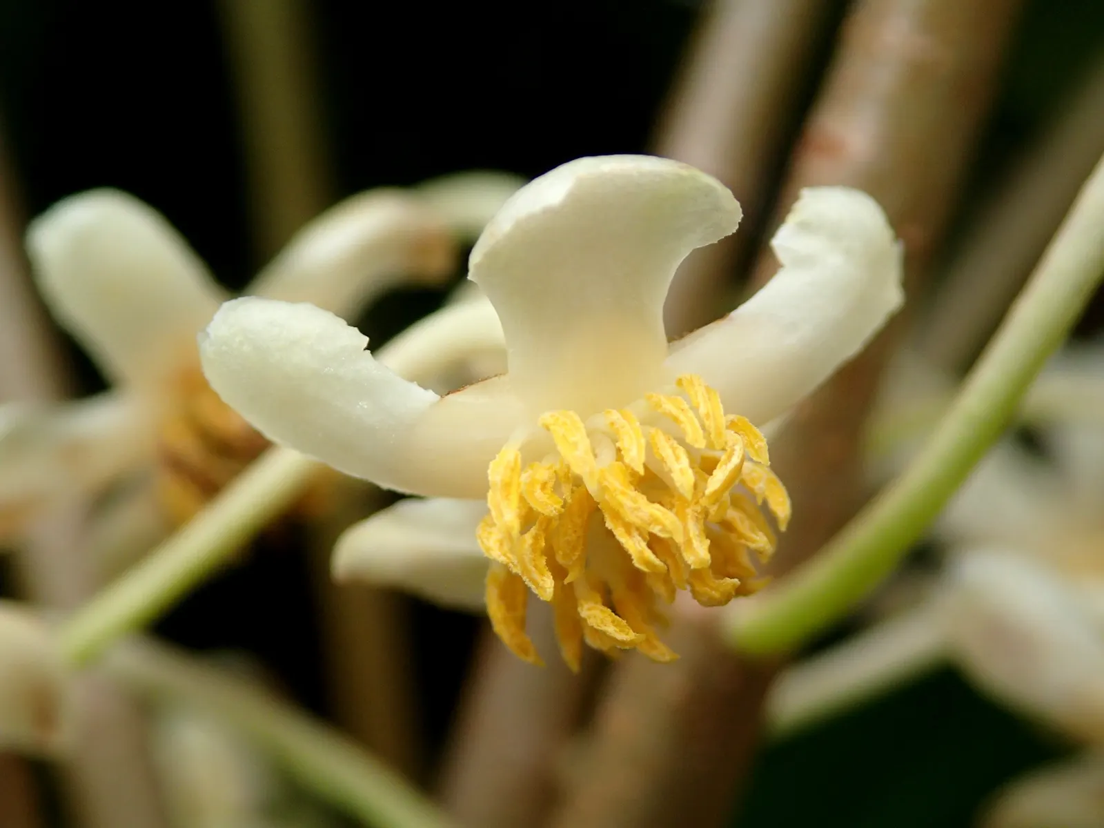 Japanese Cleyera (Ternstroemia Gymnanthera) — providing year-round visual interest; leathery foliage and an upright