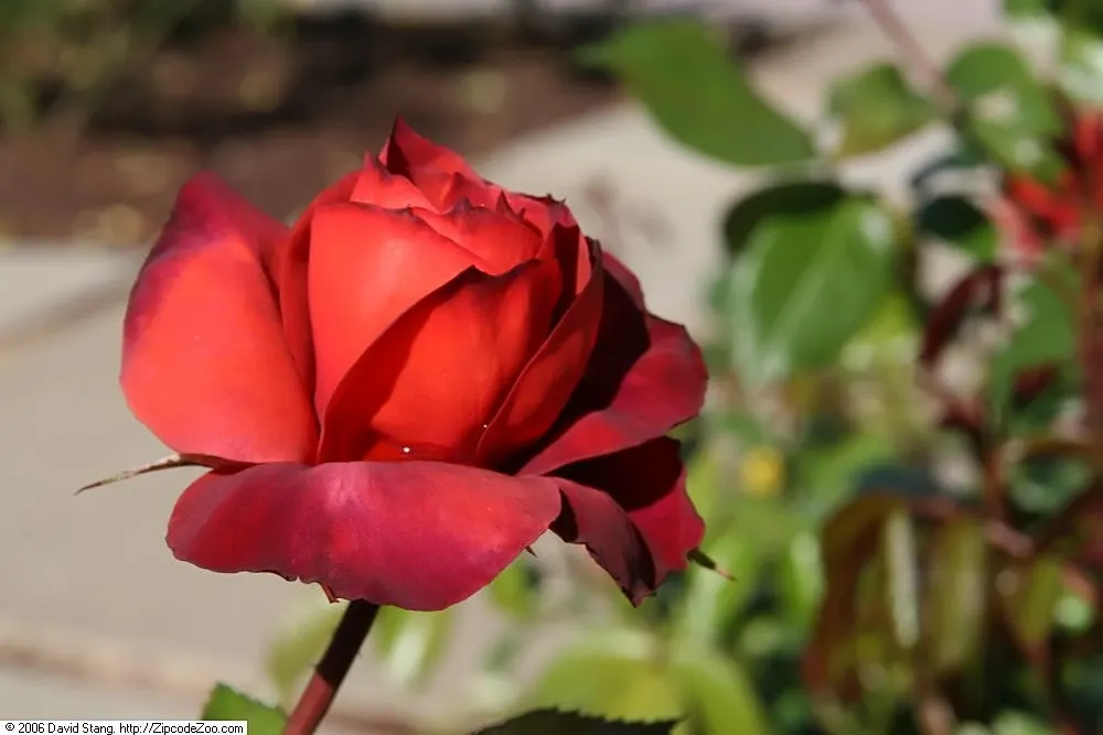 Hot Cocoa Rose (Rosa 'Hot Cocoa') — and annual pruning in late winter can maintain a compact