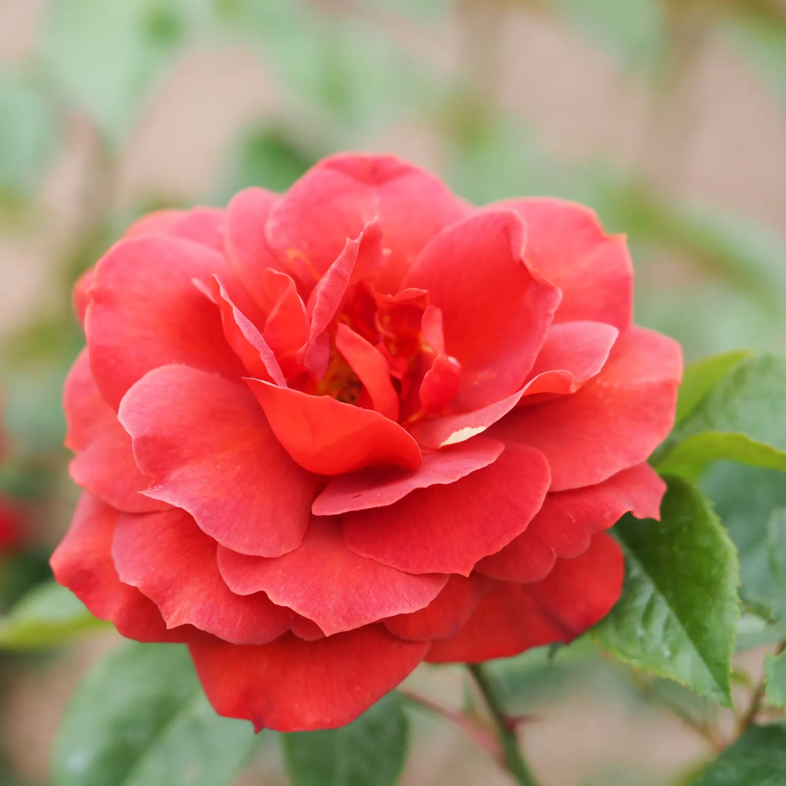 Hot Cocoa Rose (Rosa 'Hot Cocoa') — semi-double to double petal count that can range from 25 to 30 petals per bloom