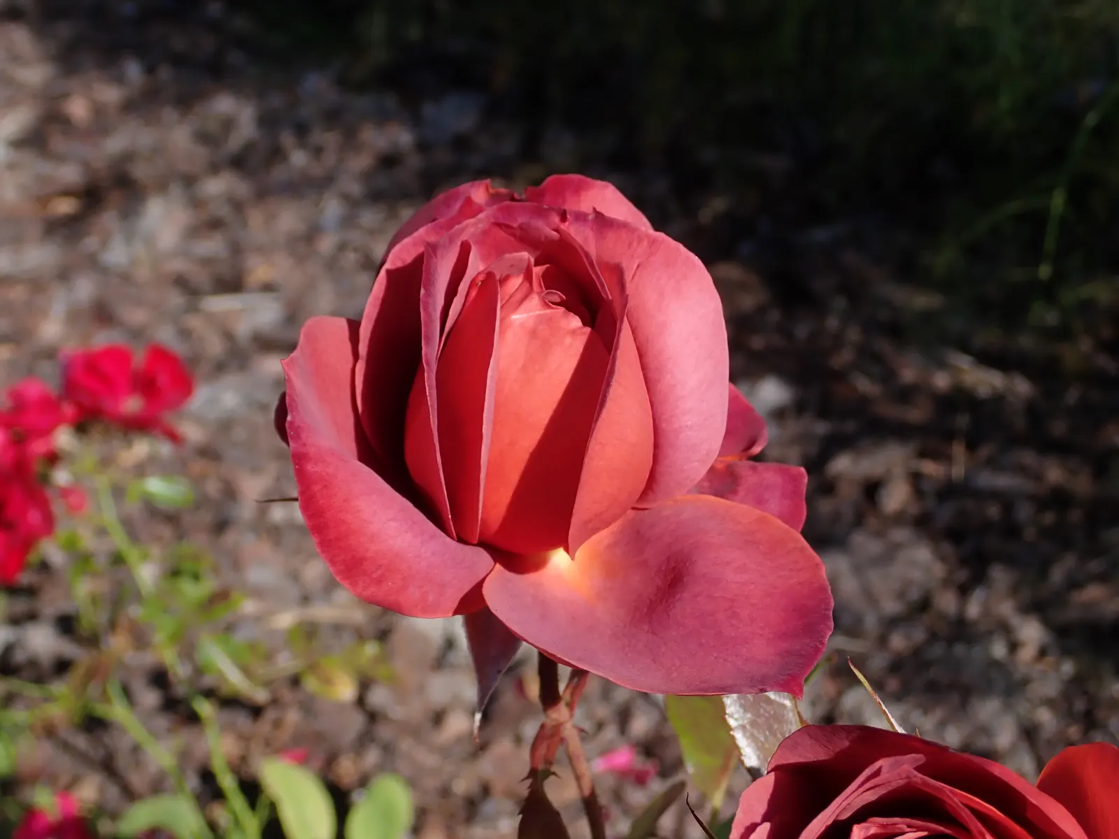 Hot Cocoa Rose (Rosa 'Hot Cocoa') — <br><br>An intriguing aspect of 'Hot Cocoa' is its shifting color spectrum