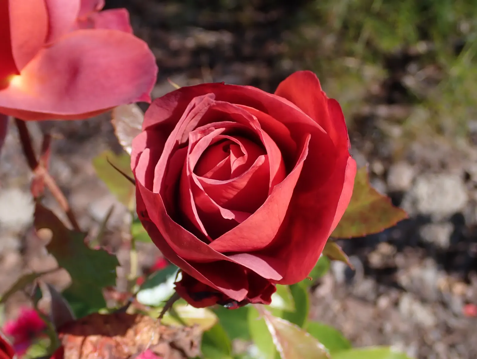 Hot Cocoa Rose (Rosa 'Hot Cocoa') — The Rosa 'Hot Cocoa' is a striking floribunda rose, renowned for its unique coloration and robust nature