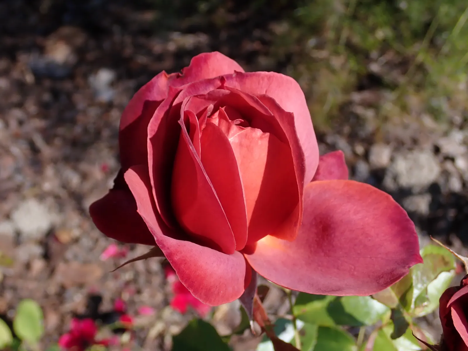 Hot Cocoa Rose (Rosa 'Hot Cocoa') — Ideal for borders or as an eye-catching specimen plant