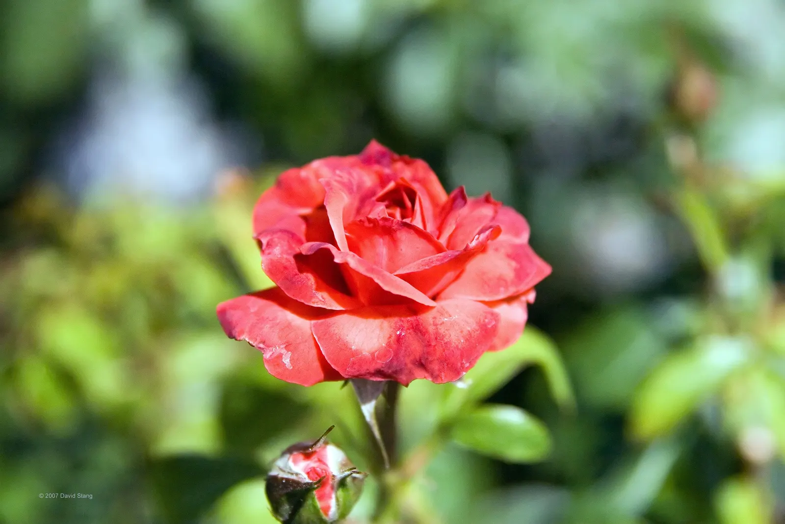 Hot Cocoa Rose (Rosa 'Hot Cocoa') — It thrives in full sun and well-draining soil, offering continuous color from late spring to early fall