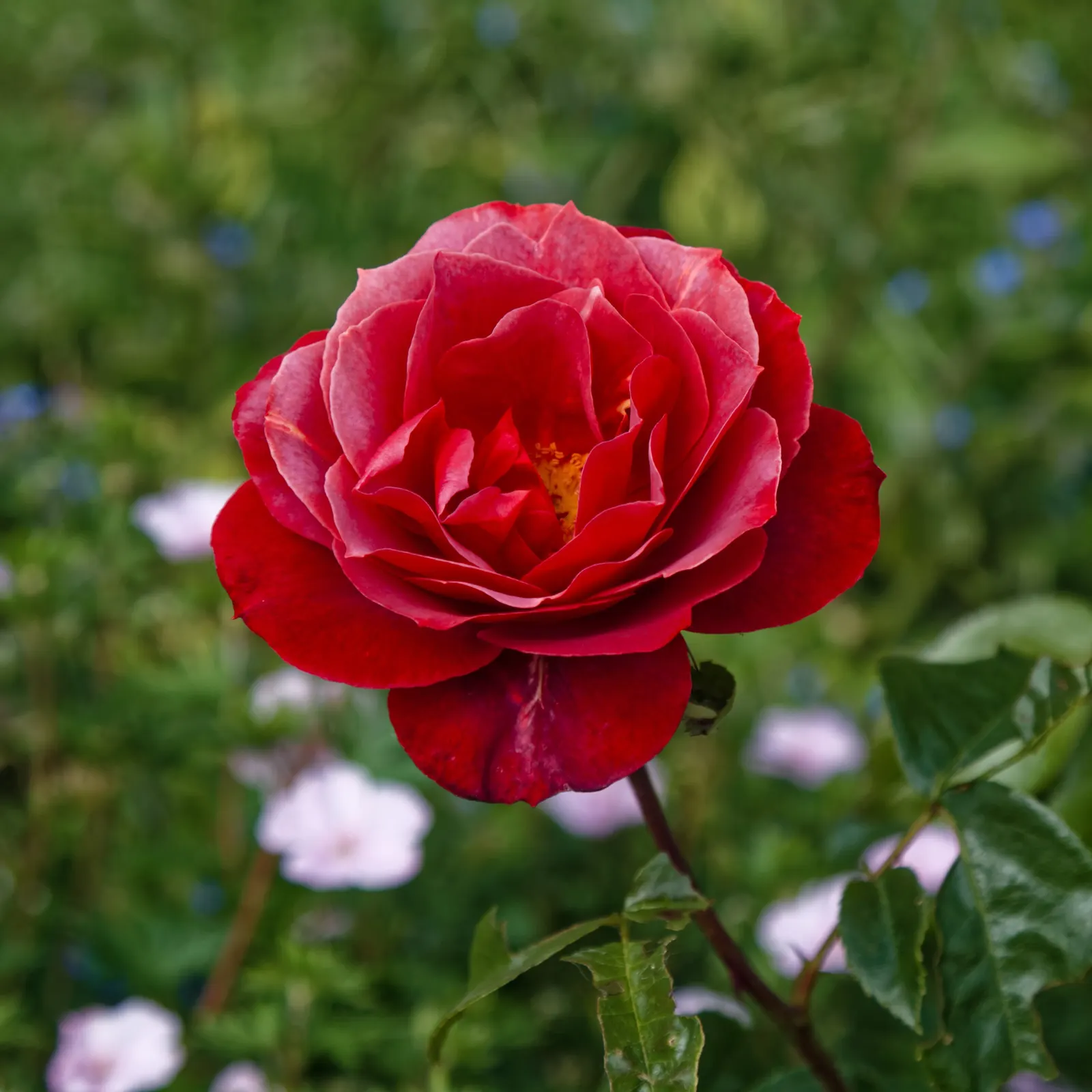 Hot Cocoa Rose (Rosa 'Hot Cocoa') — It is USDA hardiness zones 6 through 9 compatible, ensuring its adaptability to a range of climates