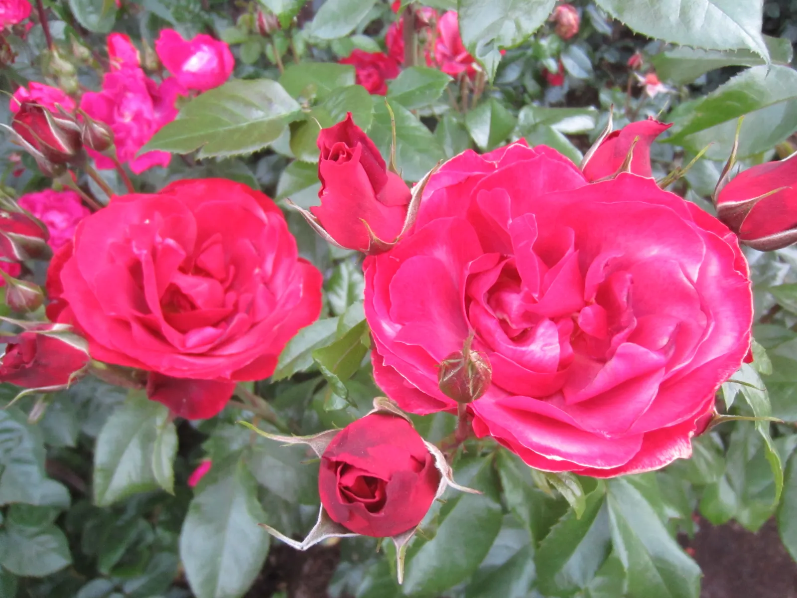 Hot Cocoa Rose (Rosa 'Hot Cocoa') — This hardy shrub reaches up to 4 feet in height and width; making it a resilient choice for landscapes.<br><br>For optimal