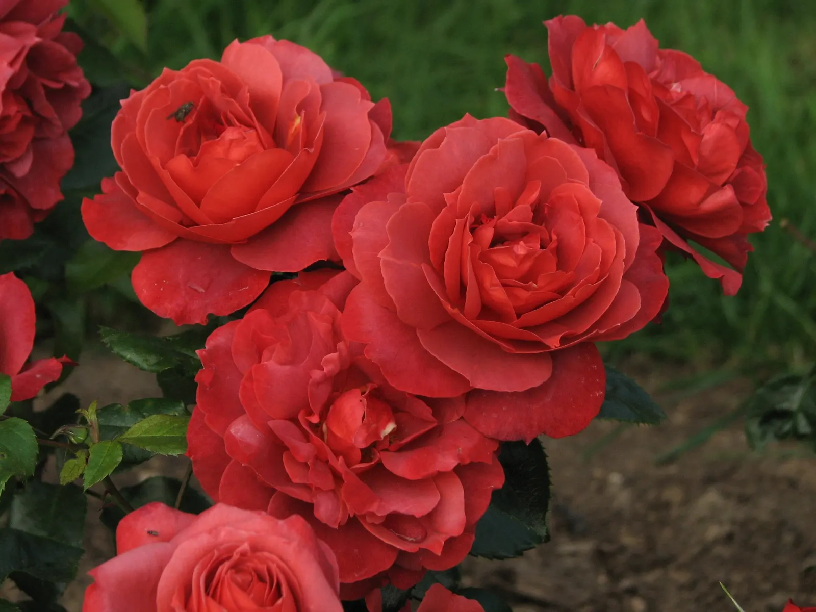 Hot Cocoa Rose (Rosa 'Hot Cocoa') — smoky chocolate-orange blooms with a spicy fragrance