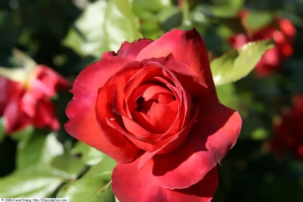 Hot Cocoa Rose (Rosa 'Hot Cocoa') — Ideal for borders or as an eye-catching specimen plant; <br><br>An intriguing aspect of 'Hot Cocoa' is its shifting color