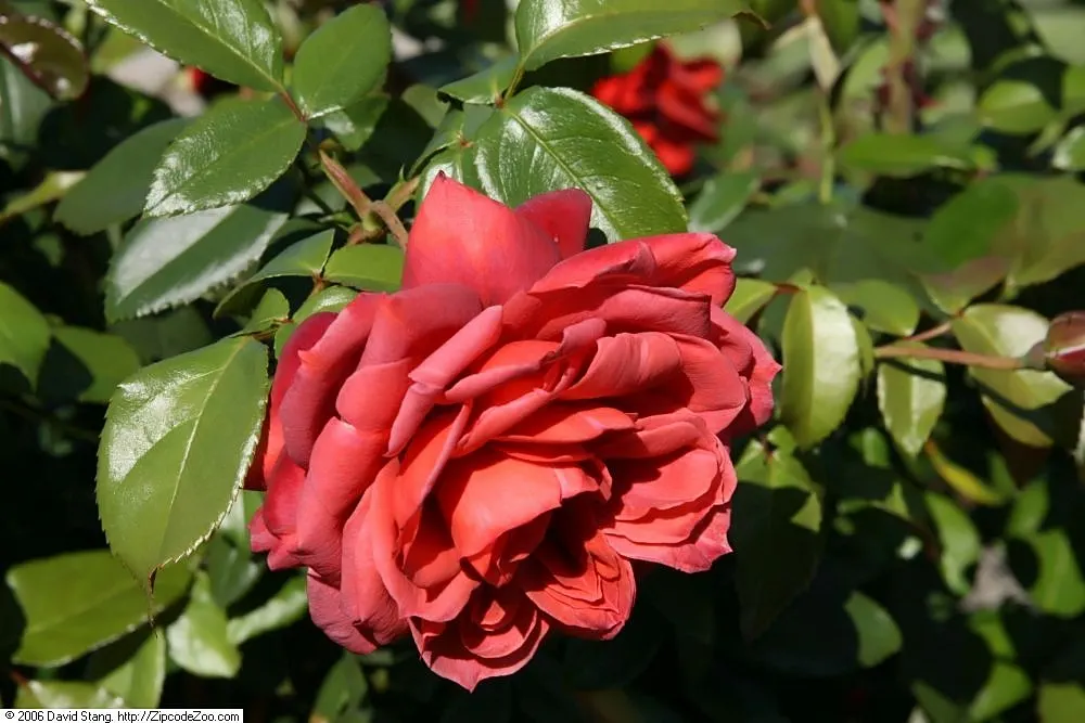 Hot Cocoa Rose (Rosa 'Hot Cocoa') — This rose makes a captivating addition to any garden border or as an eye-catching hedge