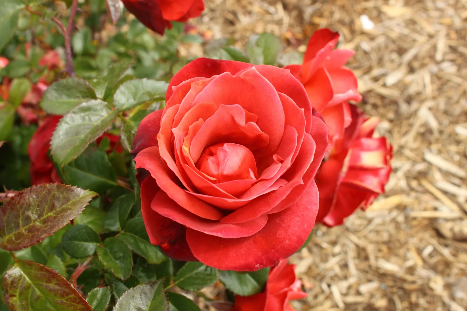 Hot Cocoa Rose (Rosa 'Hot Cocoa') — making it a resilient choice for landscapes.<br><br>For optimal performance