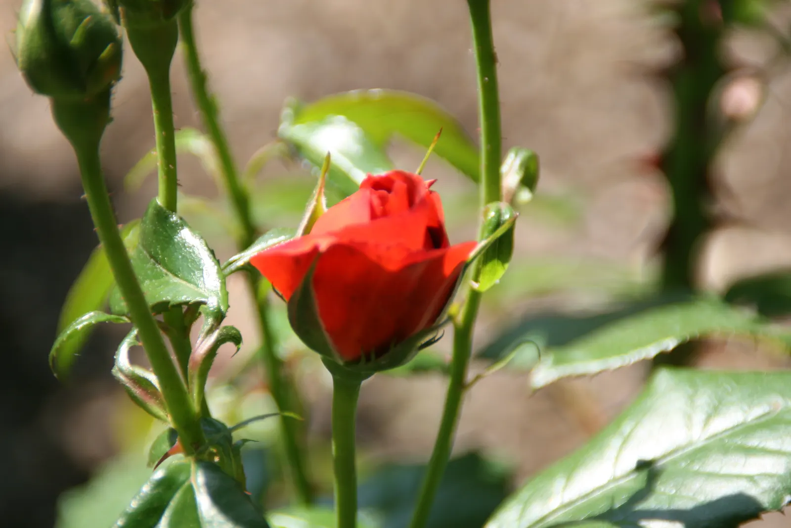 Hot Cocoa Rose (Rosa 'Hot Cocoa') — boasting ruffled flowers measuring about 3.5 inches across; red flowers in the garden
