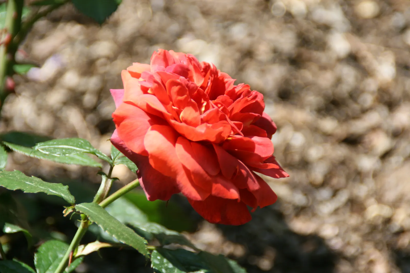 Hot Cocoa Rose (Rosa 'Hot Cocoa') — The Rosa 'Hot Cocoa' is a unique floribunda rose known for its alluring; boasting ruffled flowers measuring about 3.5