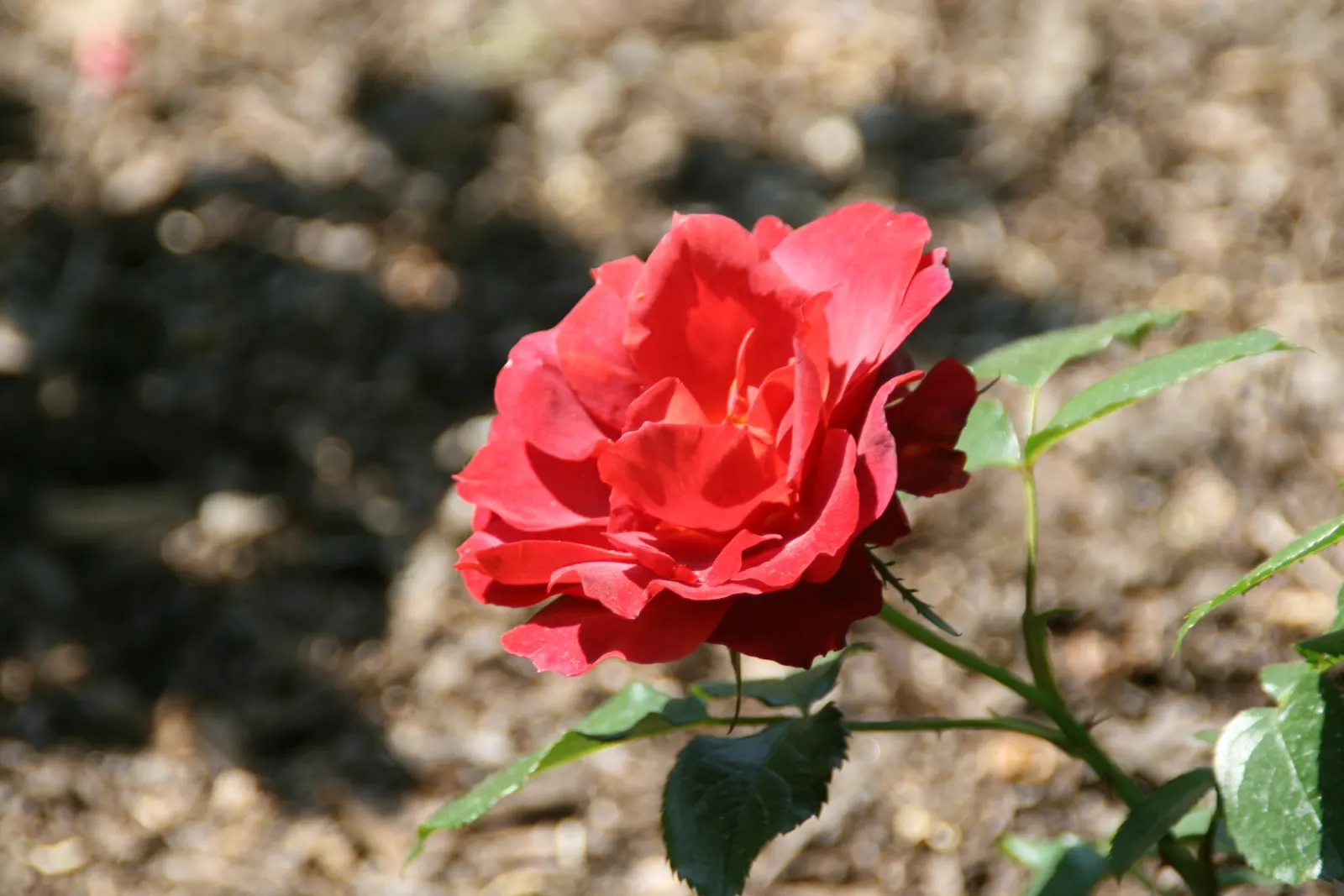 Hot Cocoa Rose (Rosa 'Hot Cocoa') — This particular cultivar exhibits smoldering; shrub with red blooms