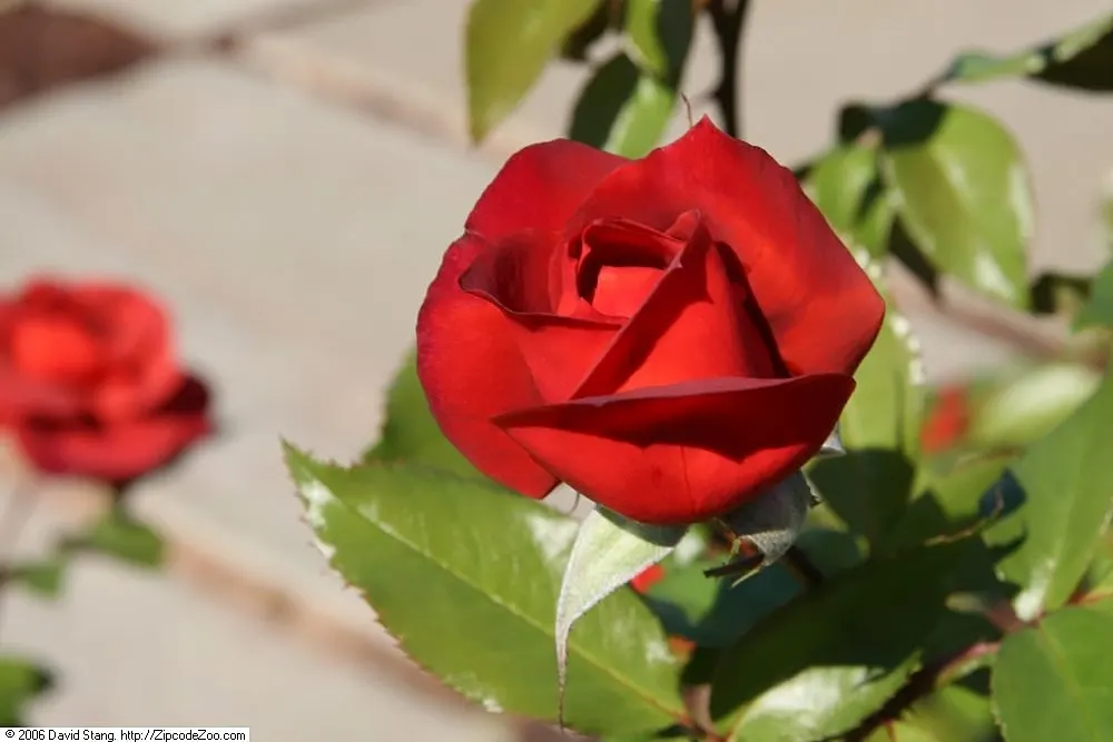 Hot Cocoa Rose (Rosa 'Hot Cocoa') — shrub with red blooms