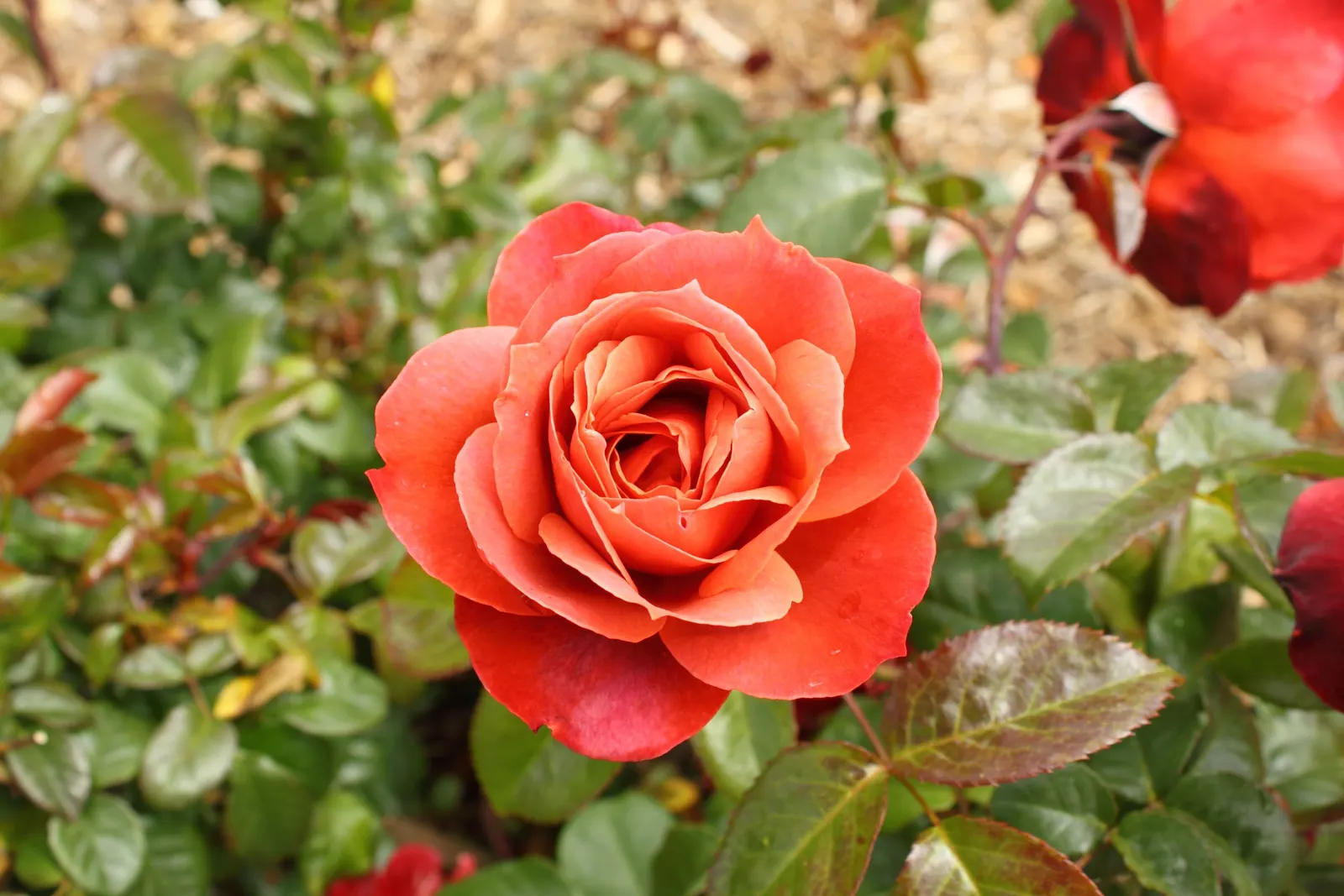 Hot Cocoa Rose (Rosa 'Hot Cocoa') — It is a repeat bloomer, gracing gardens with its unique blossoms from late spring to early frosts