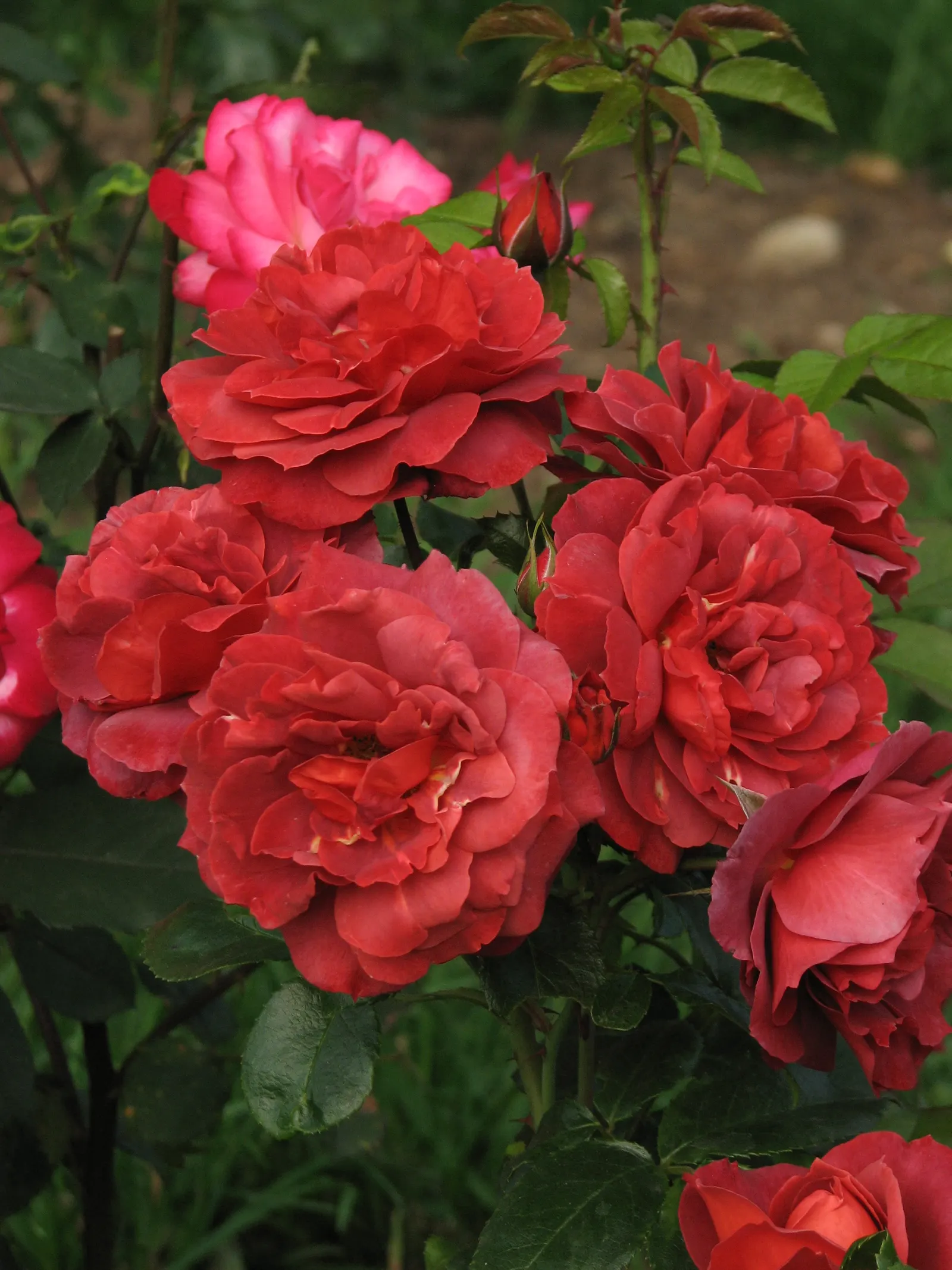 Hot Cocoa Rose (Rosa 'Hot Cocoa') — the 'Hot Cocoa' should be planted in well-drained soil with access to full sun