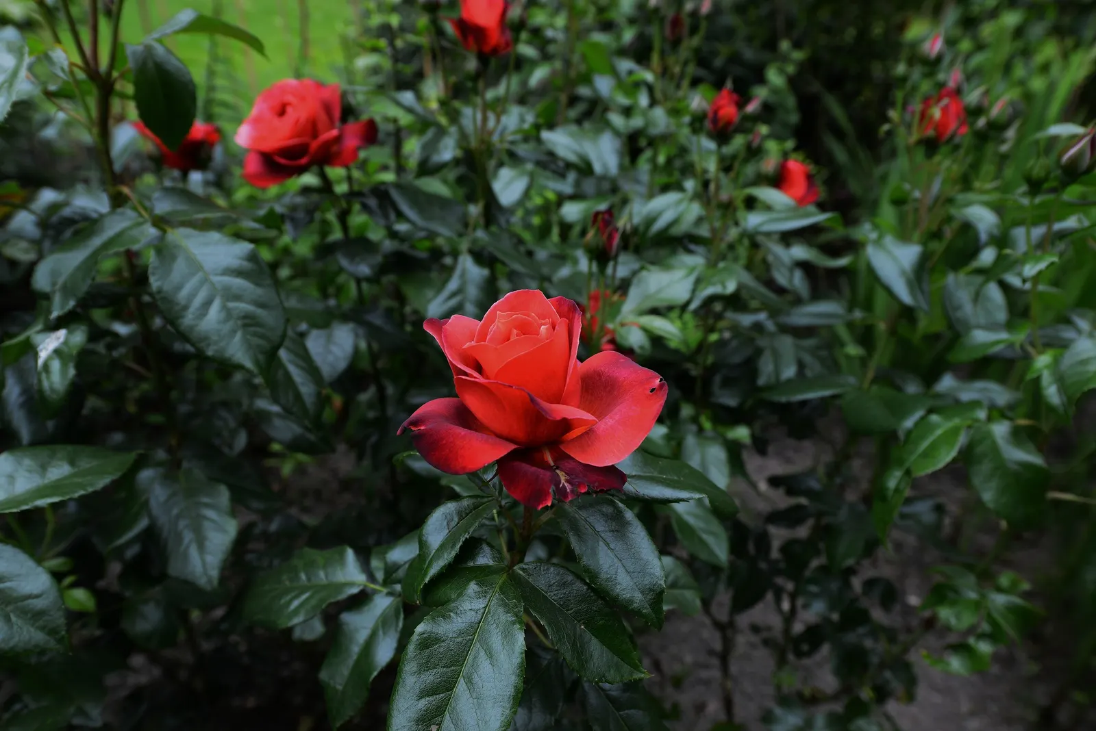 Hot Cocoa Rose (Rosa 'Hot Cocoa') — imbued with smoky chocolate undertones; ideal for borders or as an eye-catching specimen plant