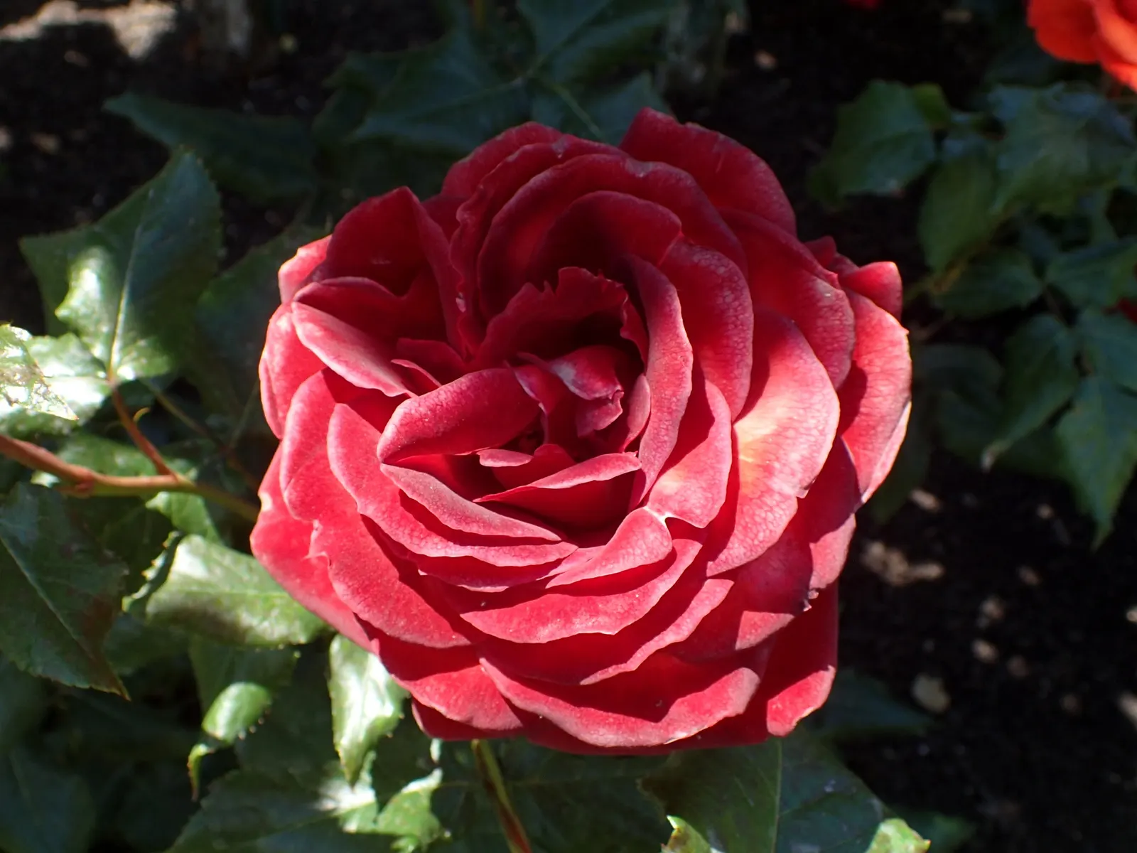 Hot Cocoa Rose (Rosa 'Hot Cocoa') — which can vary based on the climate; cooler weather tends to deepen the shades