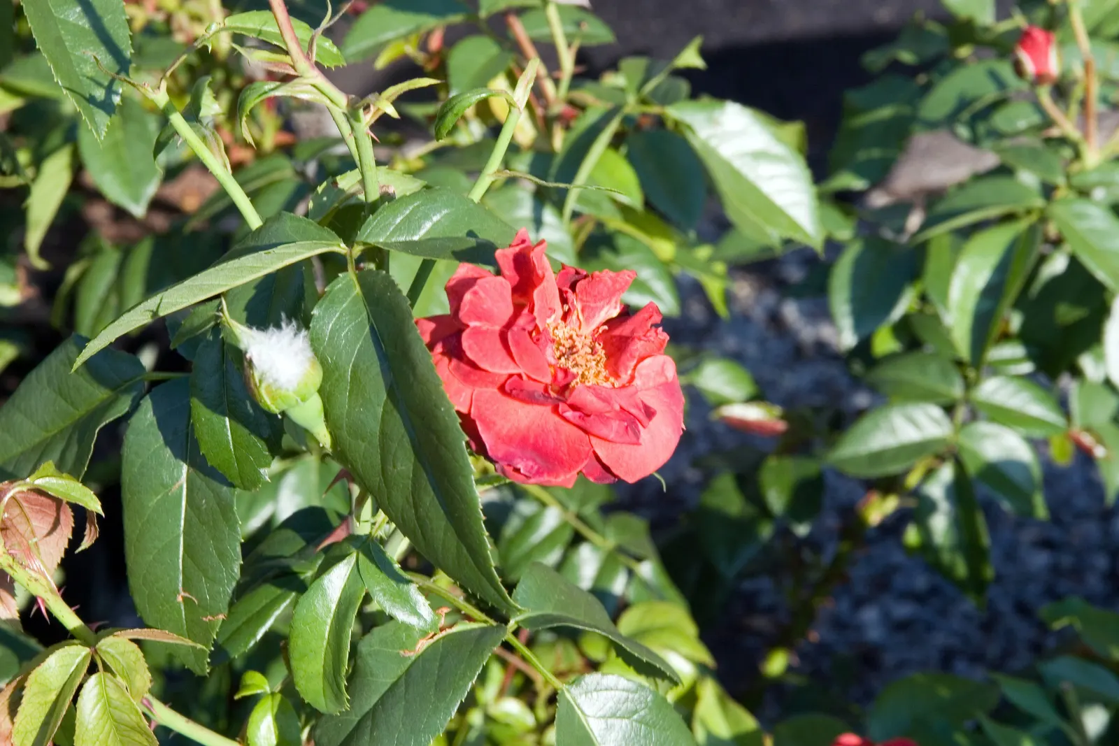 Hot Cocoa Rose (Rosa 'Hot Cocoa') — The Rosa 'Hot Cocoa' is a striking floribunda rose, renowned for its unique coloration and robust nature; the 'Hot Cocoa'