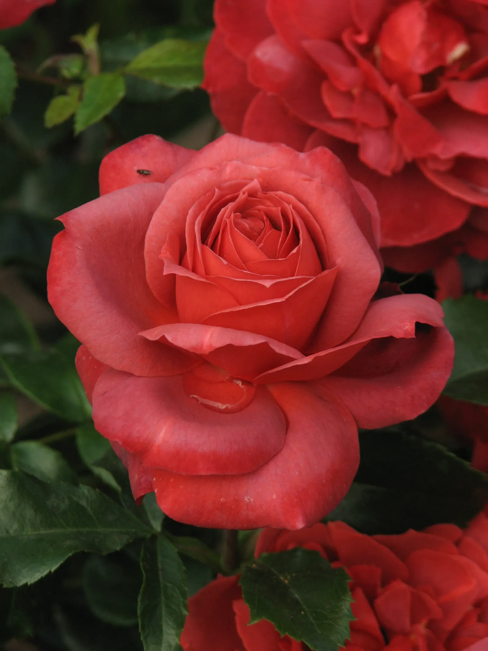 Hot Cocoa Rose (Rosa 'Hot Cocoa') — This particular cultivar exhibits smoldering