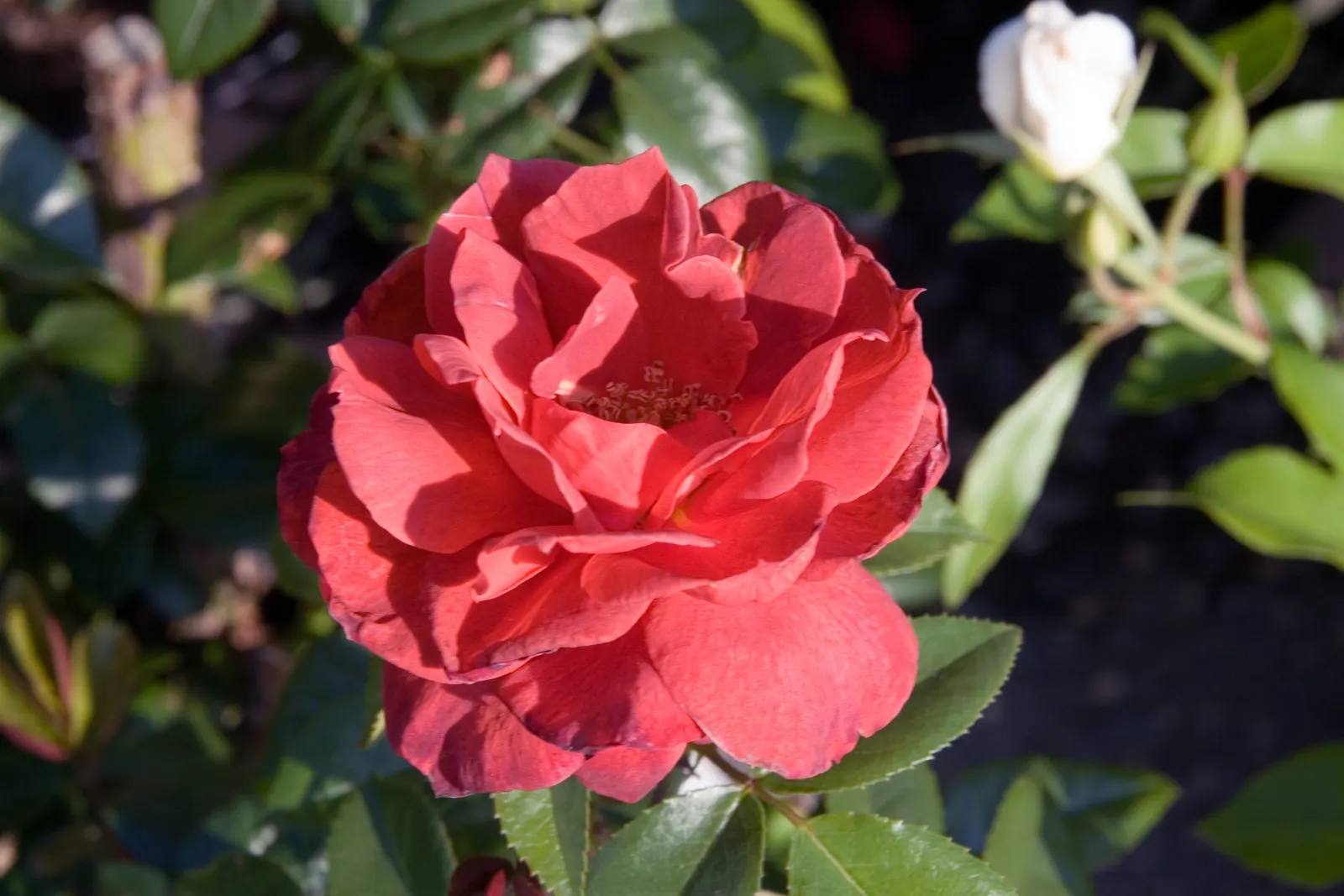 Hot Cocoa Rose (Rosa 'Hot Cocoa') — red flowers in the garden