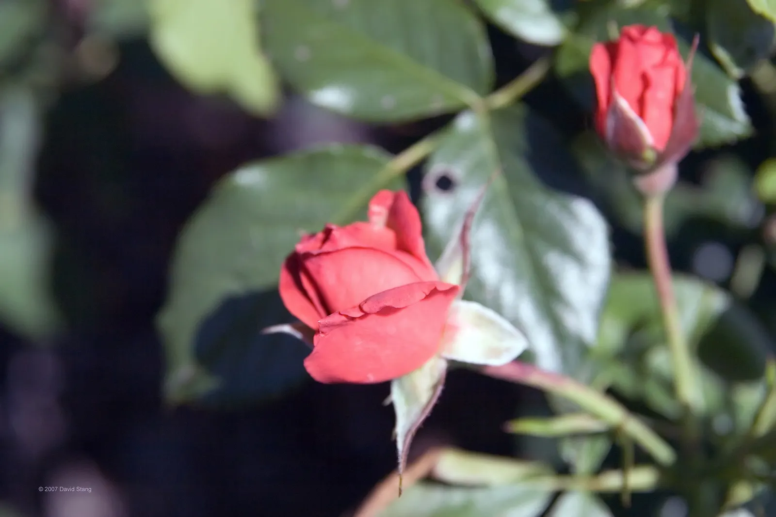 Hot Cocoa Rose (Rosa 'Hot Cocoa') — shrub for full