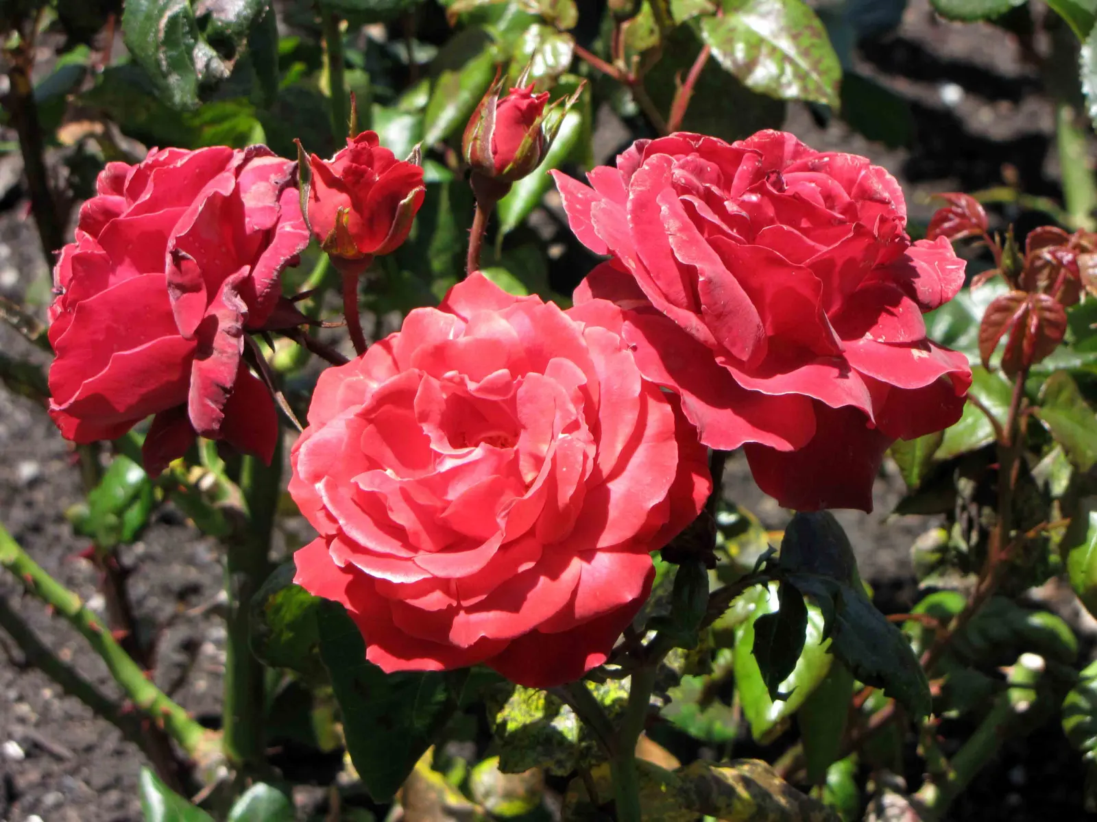 Hot Cocoa Rose (Rosa 'Hot Cocoa') — Regular deadheading encourages continued bloom production