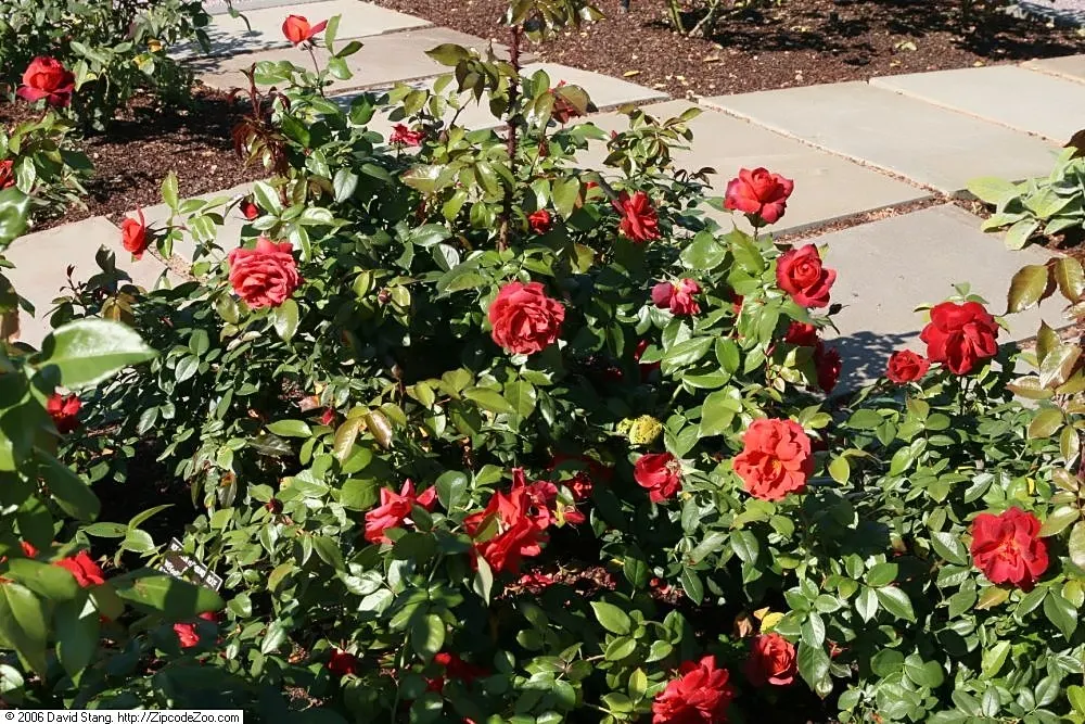 Hot Cocoa Rose (Rosa 'Hot Cocoa') — It thrives in full sun and well-draining soil, offering continuous color from late spring to early fall, image 32